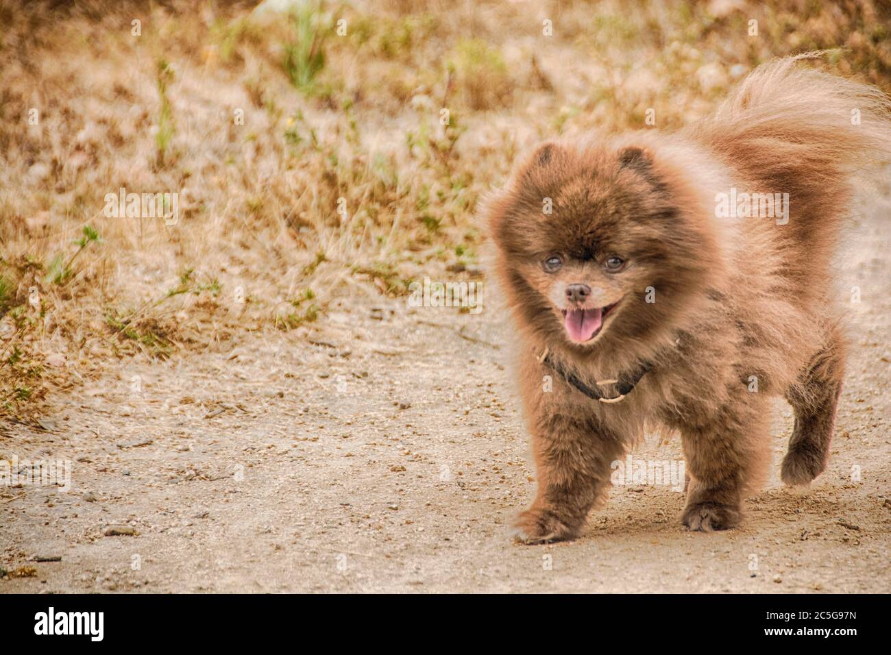 Ein Tierporträt eines pommerschen Hundes. Eine beliebte Hunderasse in den Vereinigten Staaten. Stockfoto