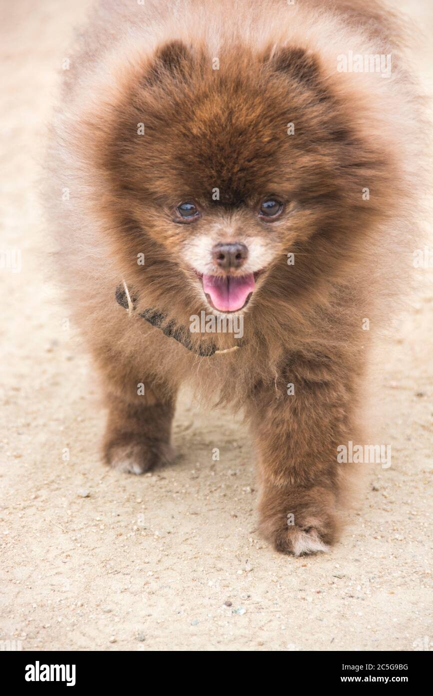 Ein Tierporträt eines pommerschen Hundes. Eine beliebte Hunderasse in den Vereinigten Staaten. Stockfoto