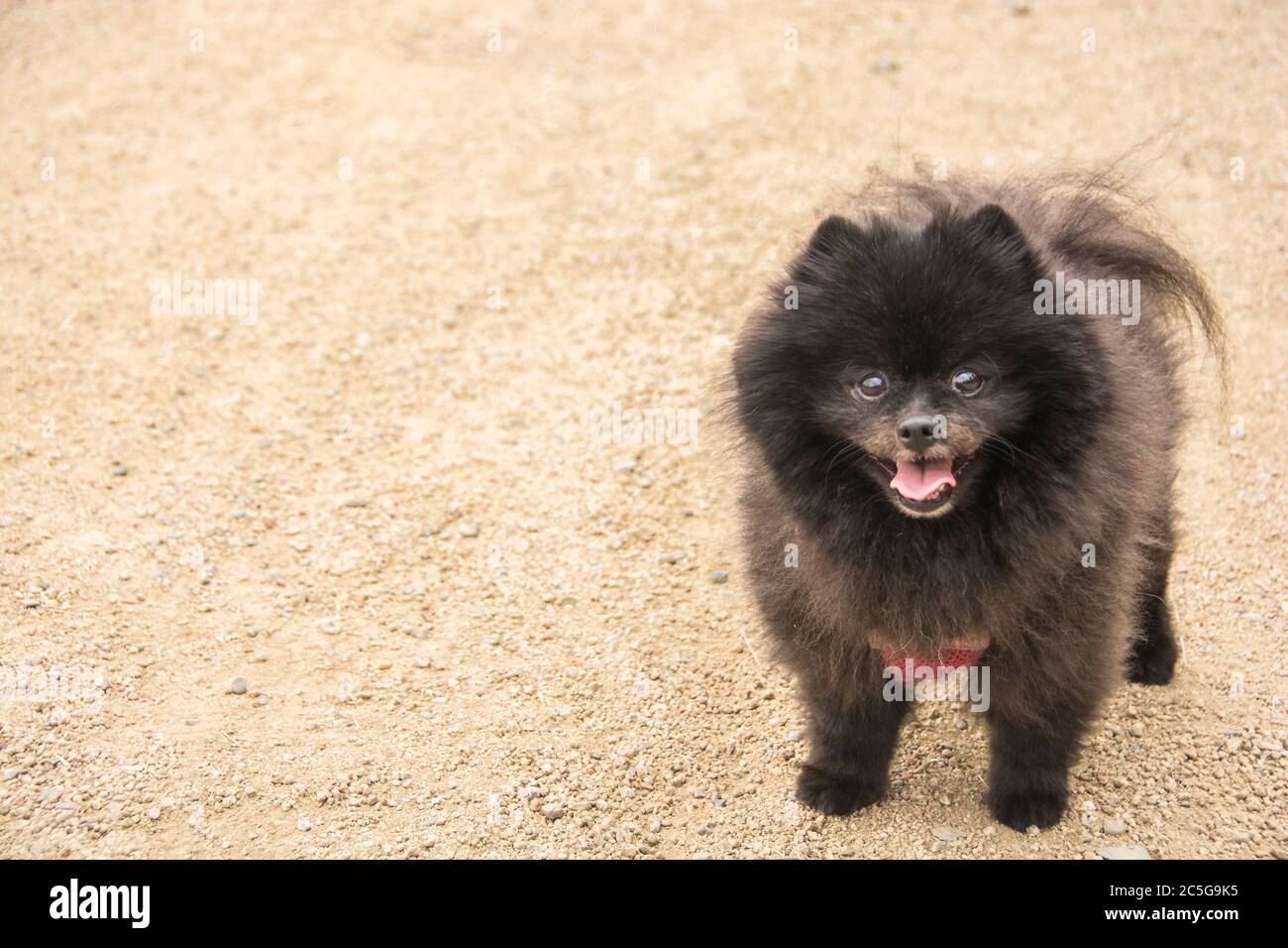 Ein Tierporträt eines pommerschen Hundes. Eine beliebte Hunderasse in den Vereinigten Staaten. Stockfoto