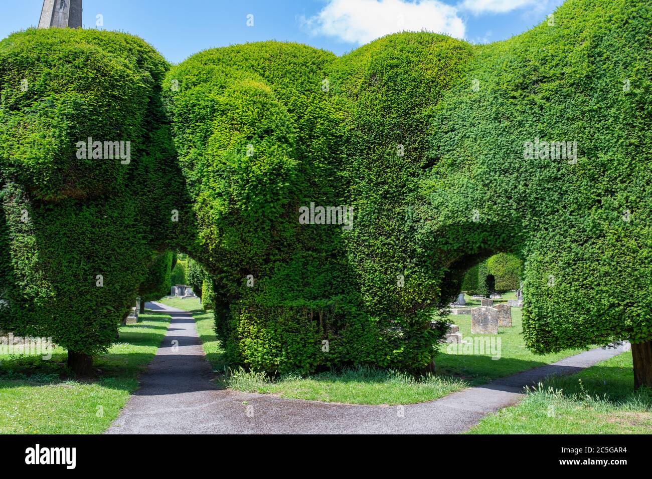Wege durch Eibenbäume in St. Marys Kirchhof im Sonnenlicht. Painswick, Cotswolds, Gloucestershire, England Stockfoto