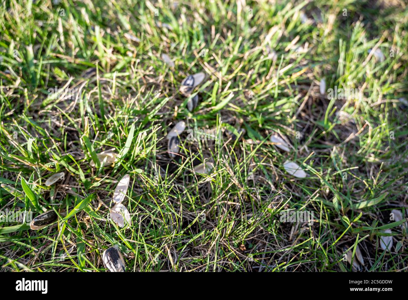 Bei einem Sportfest wurden Sonnenblumenkernschalen verworfen, nachdem sie von Zuschauern ausgespuckt wurden Stockfoto