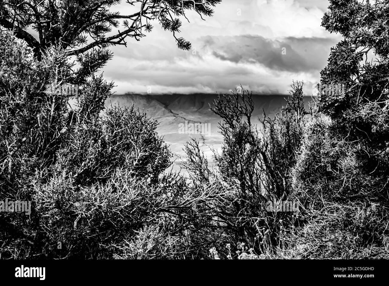 Ein Blick durch die Bäume über das Owen's Valley am Red Mountain Creek. Stockfoto