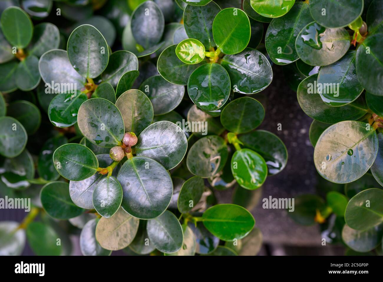 Ficusannulata oder Blume Baum, eine kleine mehrjährige Pflanze mit runden und kleinen Blättern Dunkelgrüne Blätter, glatte Kanten in den Blättern, abgerundete Blätter Stockfoto