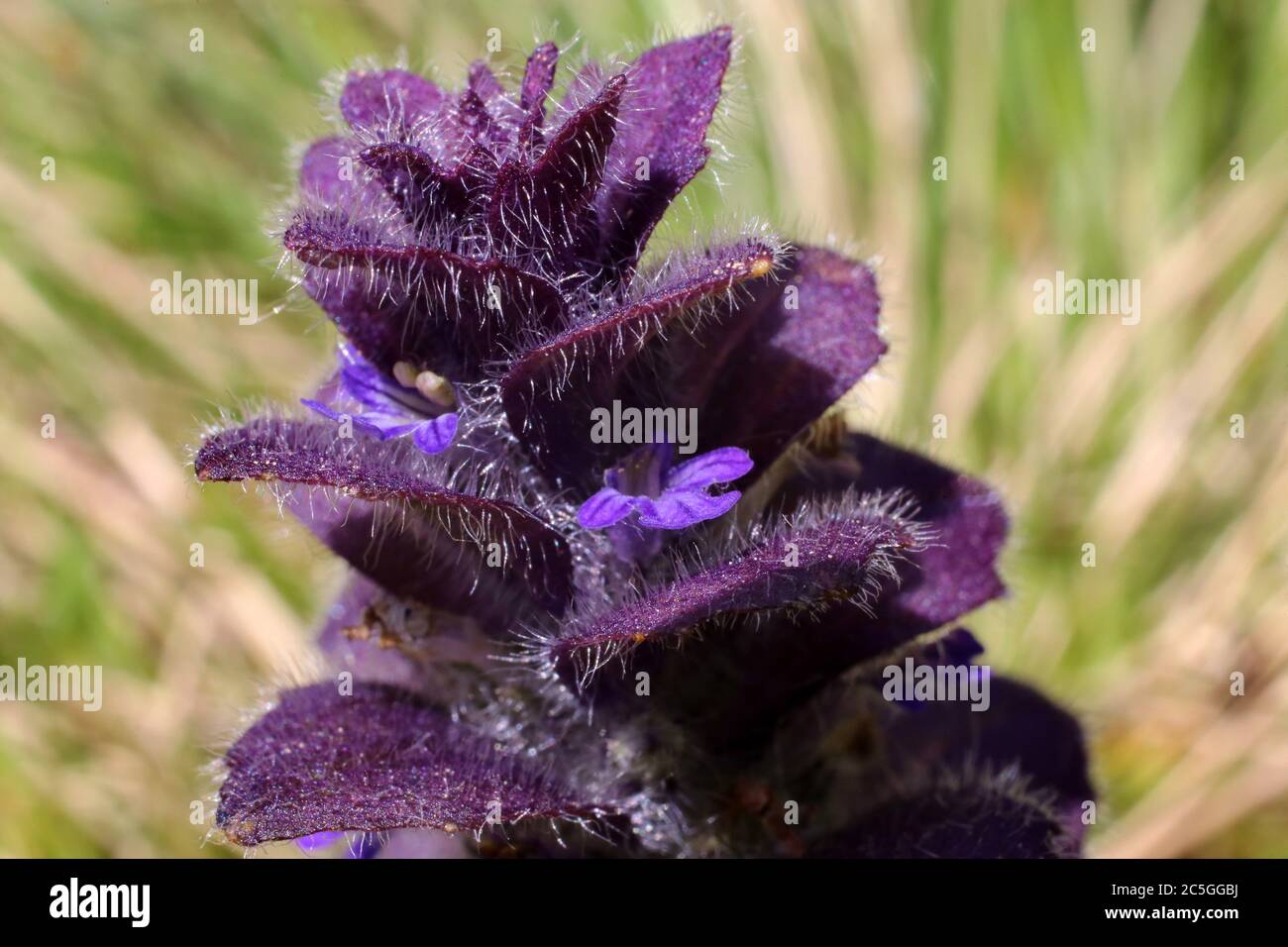 Ajuga pyramidalis, pyramidale Bugle. Wildpflanze im Sommer erschossen. Stockfoto