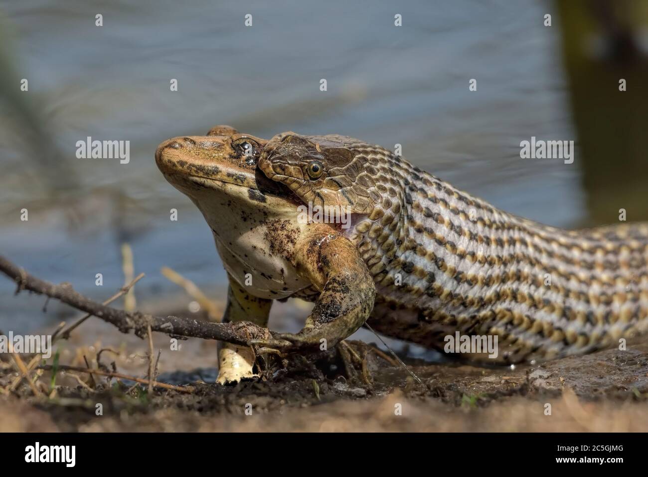 Cheekerd Kielback (Fowlea piscator) Schlucken großen Frosch. Stockfoto