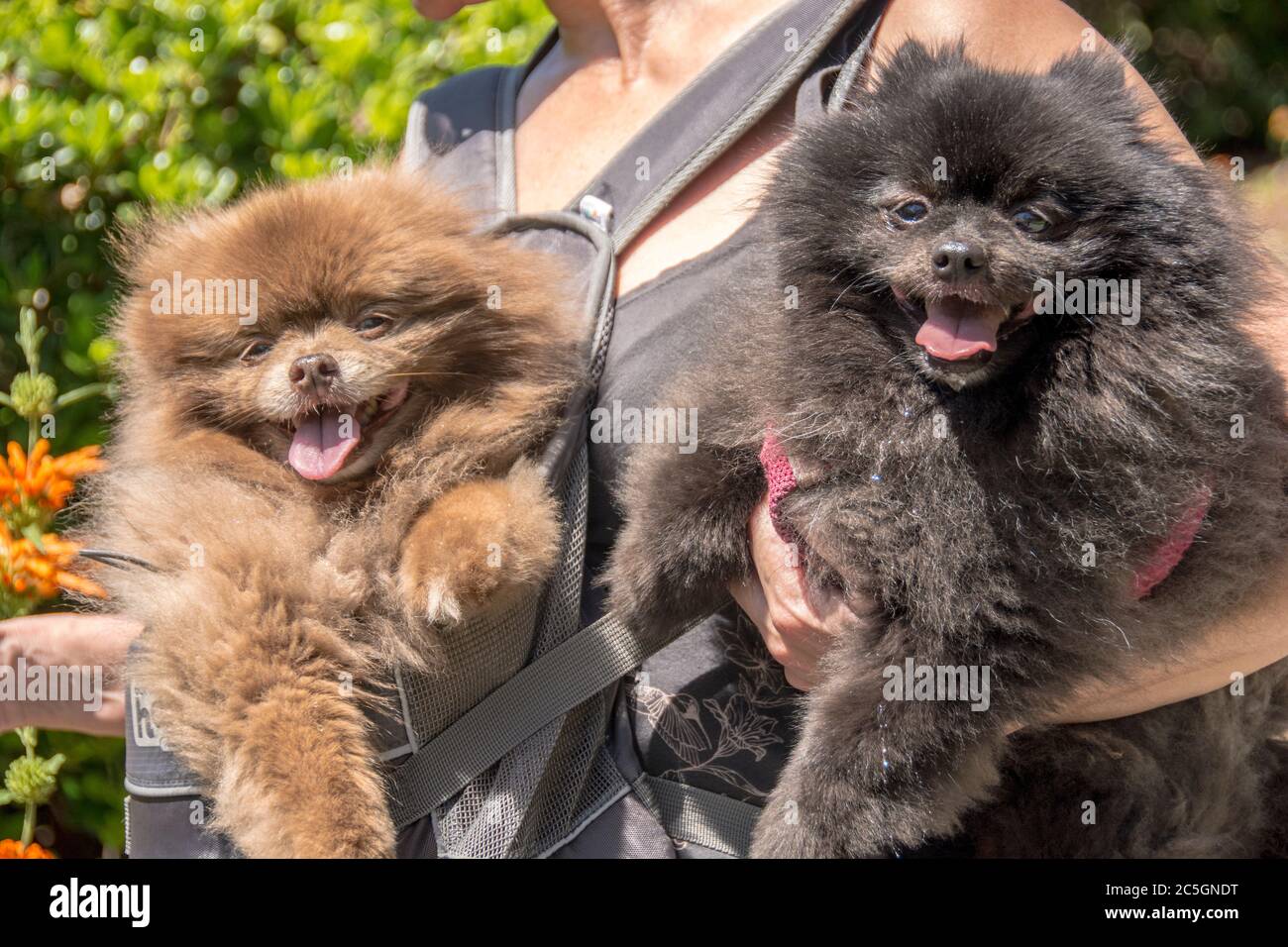 Ein Bild von zwei pommerschen Hunden; Kies und Choonie. Stockfoto