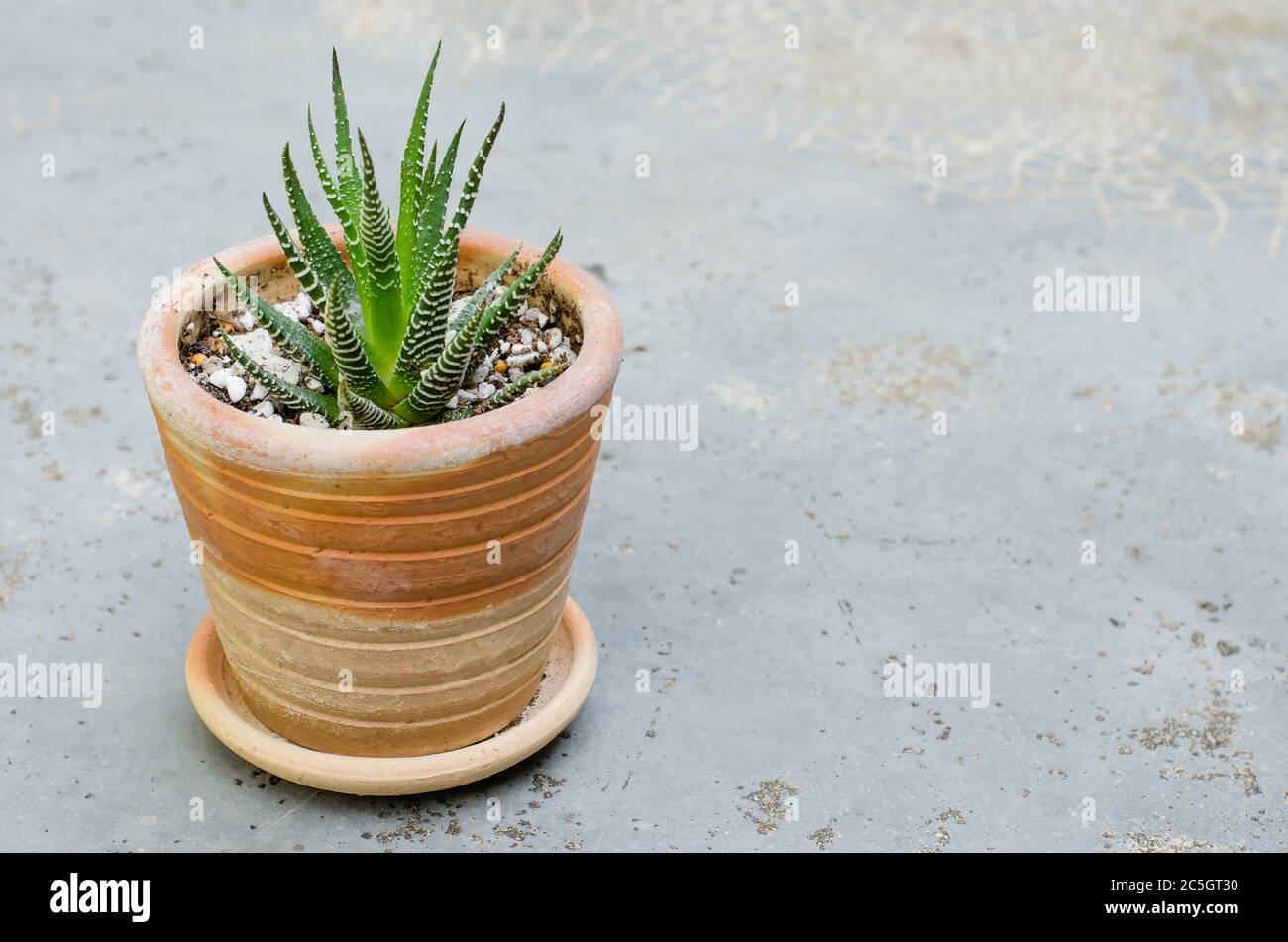 Kleiner Kaktus in kleinem Topf. Stockfoto