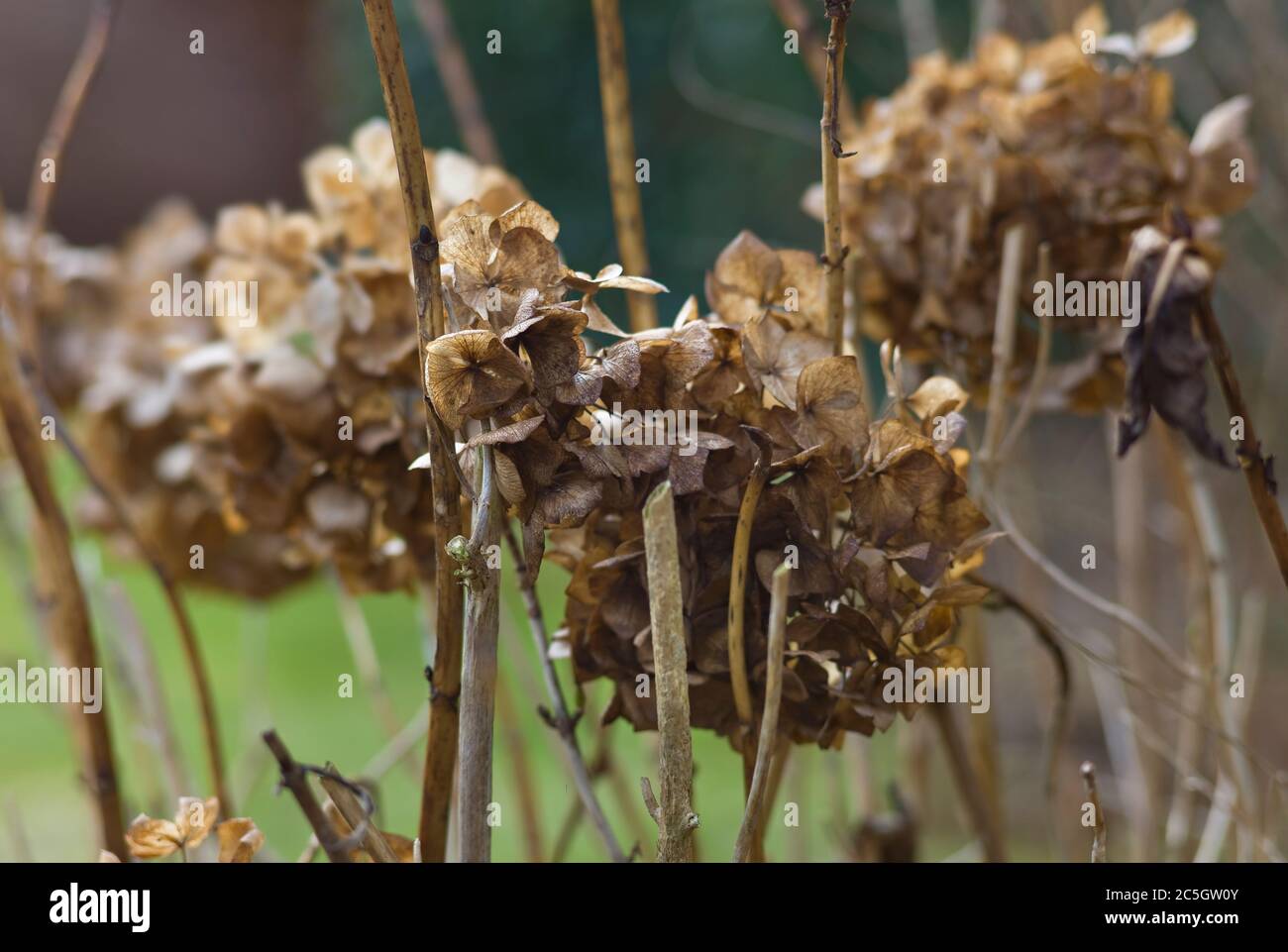 Hintergrund von braunen verblassten Hortensien im Herbst Stockfoto