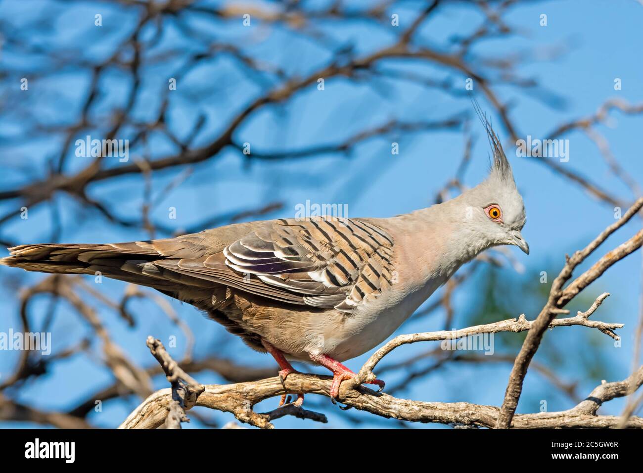 Haubentaube, Ocyphaps-Lophoten, Stockfoto