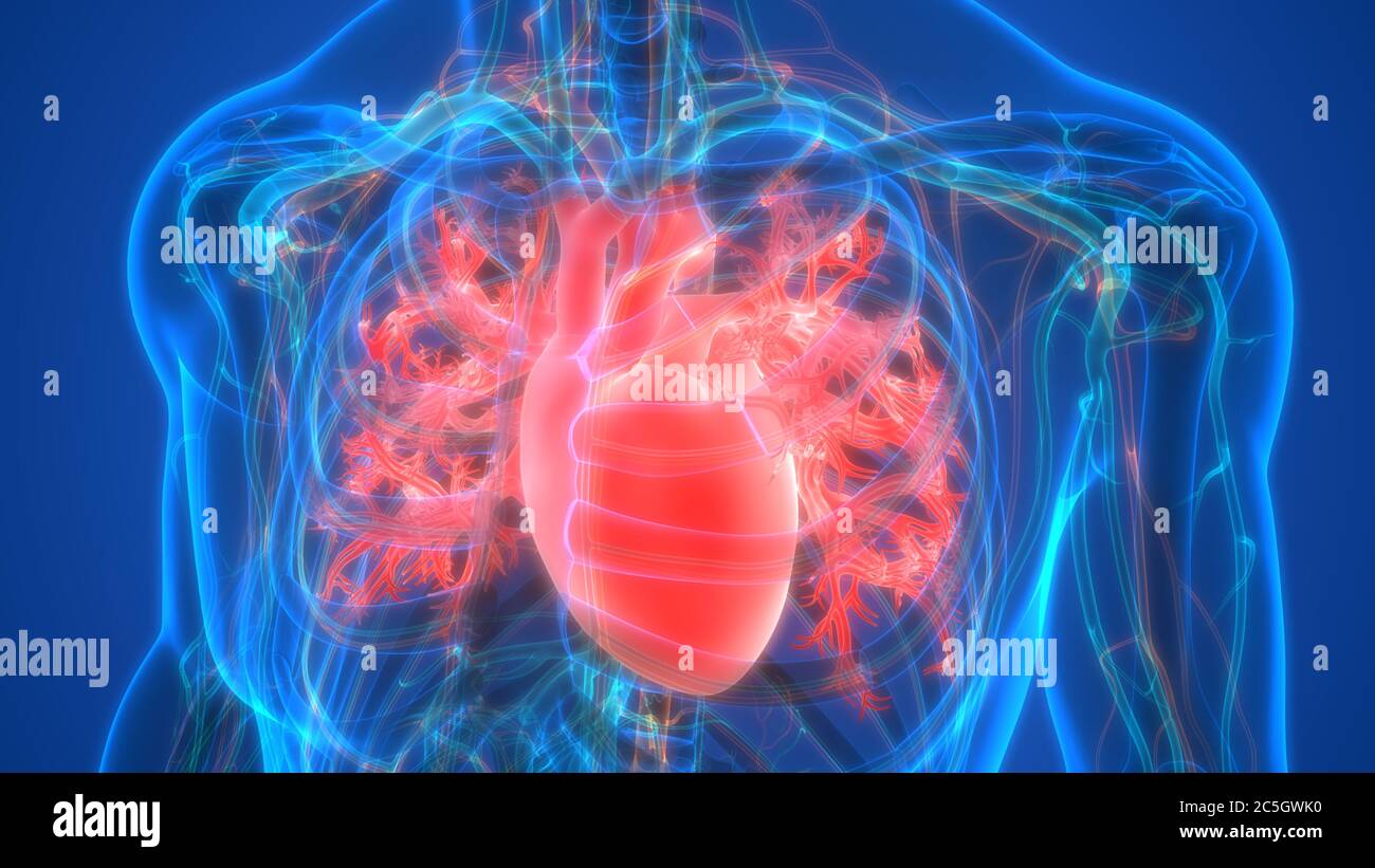 Den menschlichen Kreislauf Herz Anatomie Stockfoto