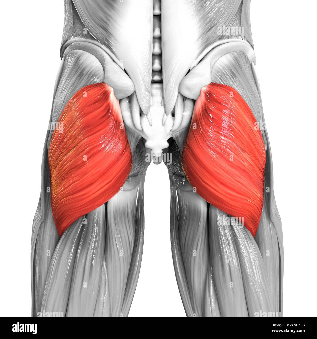 Anatomie Des Menschlichen Muskelsystems Beinmuskeln Des Muskels Gluteus Maximus Stockfoto