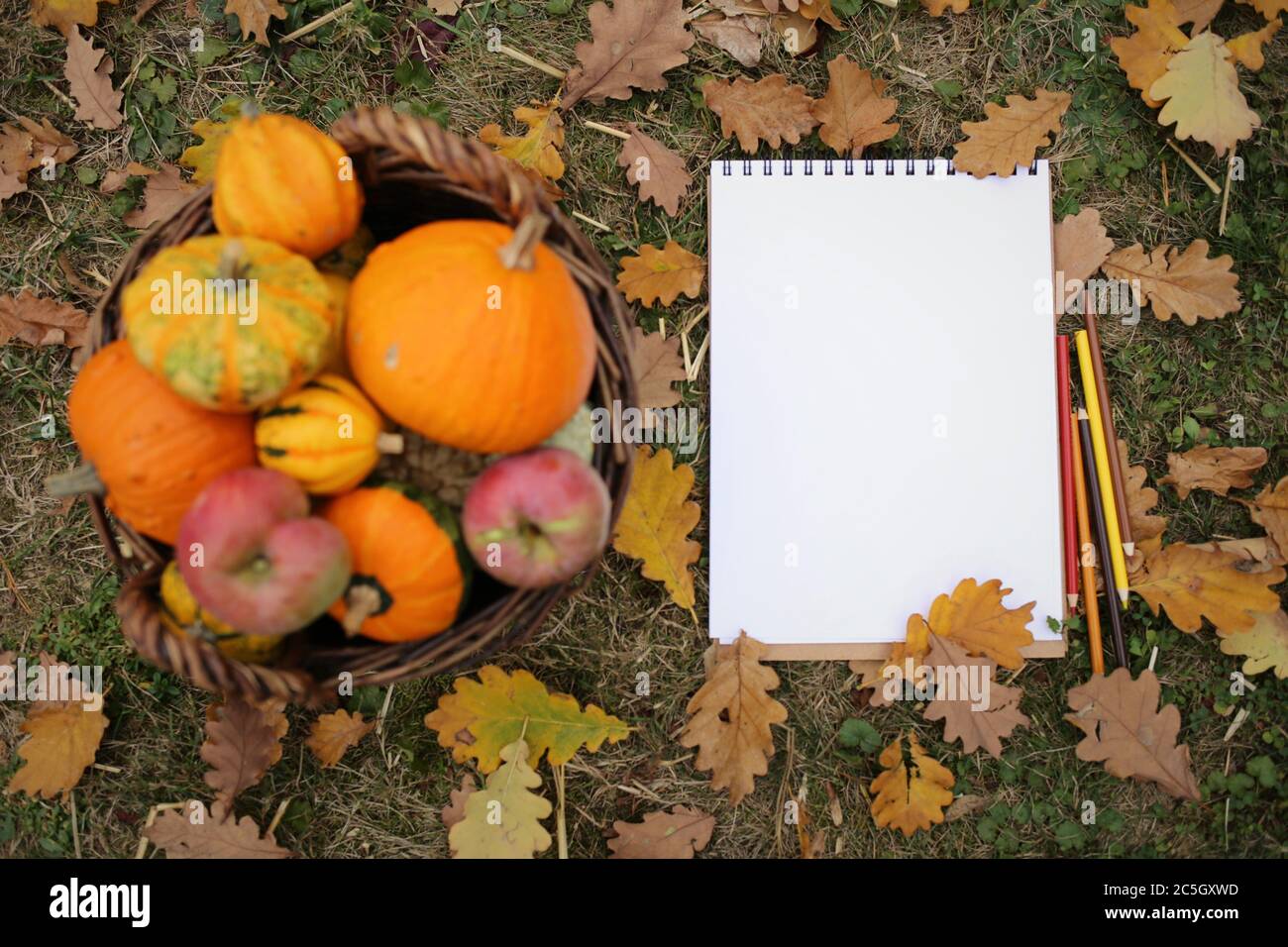 Herbst Mock up.Zurück zur Schule. Blank weißes Notizbuch und Farbstifte mit Herbstgelb Blätter und Kürbisse Set und Äpfel auf dem Rasen.Malerei Mock- Stockfoto