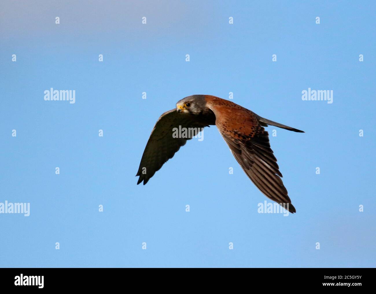 kestrel, der über die Moore auf der Suche nach Beute schweben Stockfoto