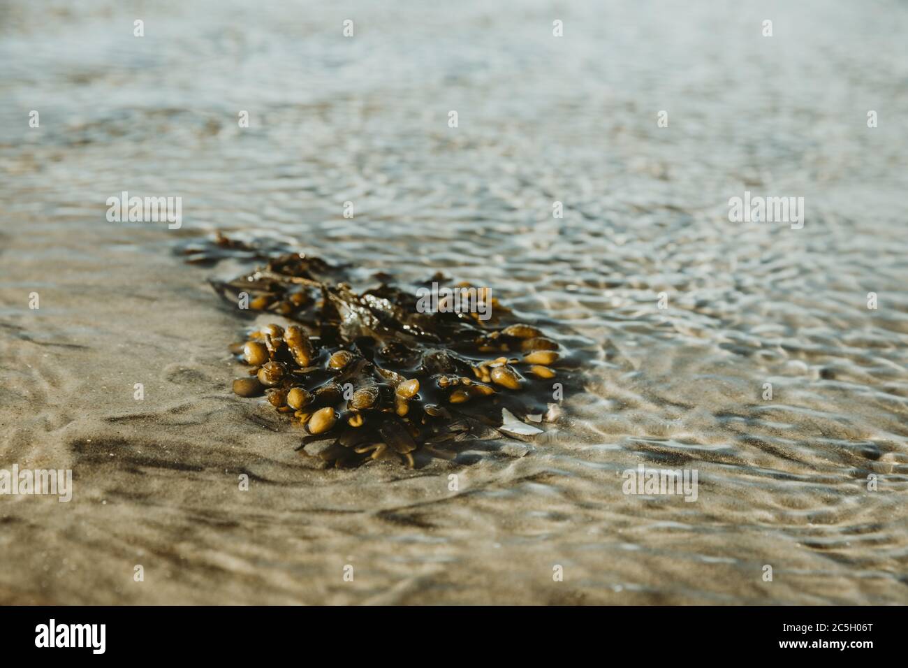Ausgewaschene grüne Seetang auf dem Sand des Strandes der Insel Rømø in Dänemark an der Küste der Nordsee mit kleinen Wellen des Meeres Stockfoto