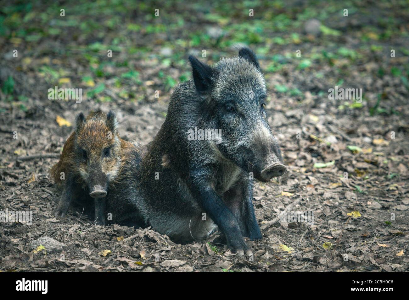 Wildschwein im Bialowieza Nationalpark. Bialowieza, Podlaskie, Polen. Stockfoto