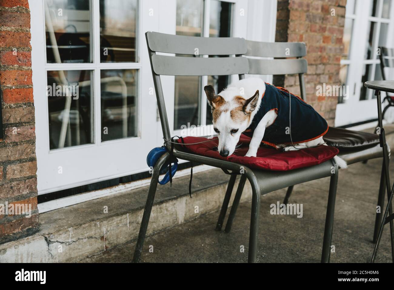 Einsamer weißer Hund mit Kleidung, die am Wintermorgen auf der roten Decke auf dem Metallstuhl sitzt und wartet Stockfoto