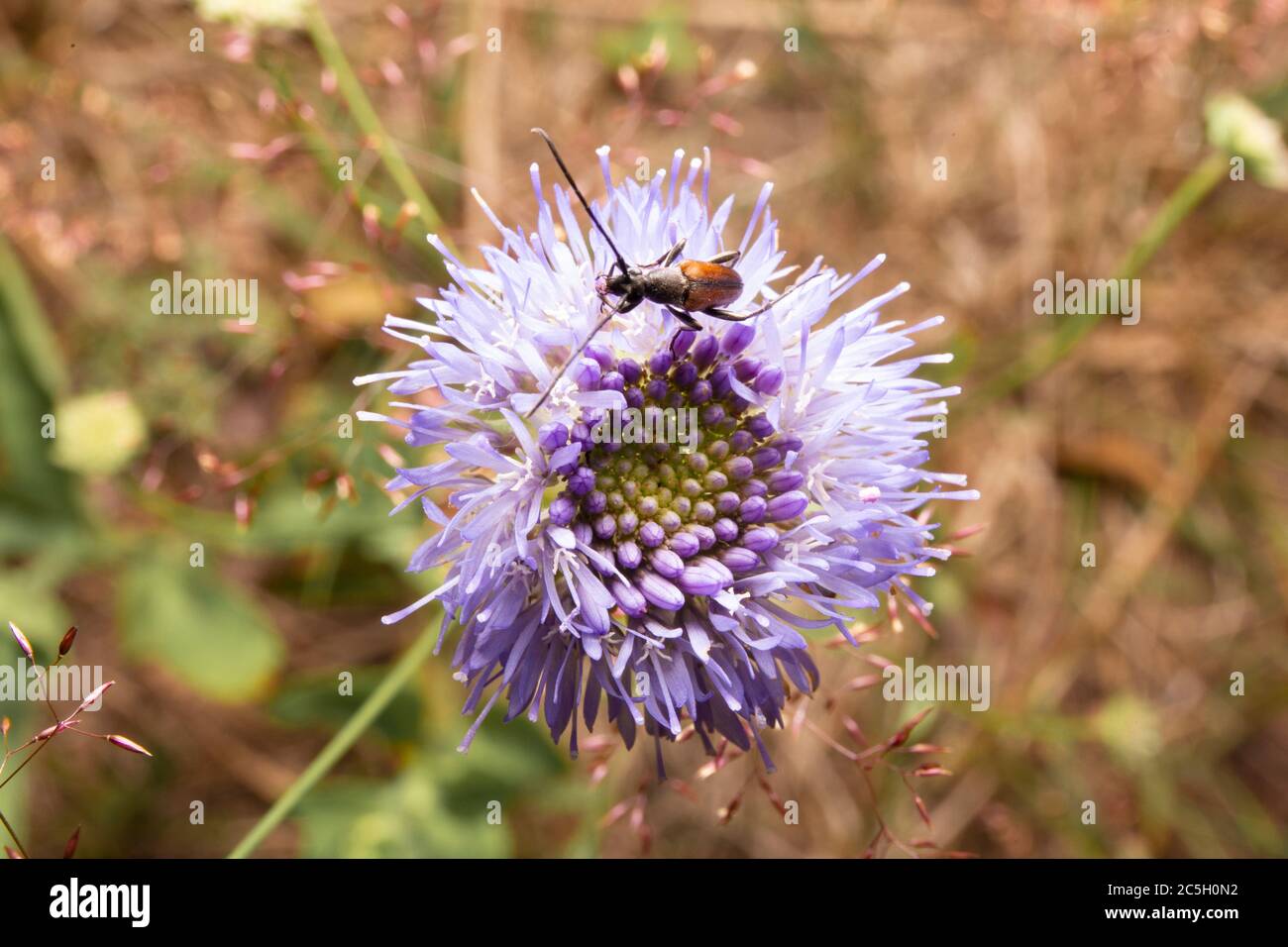 Kleiner Käfer, der sich auf einer violetten Blume ernährt. Makroaufnahme von Insekten Stockfoto