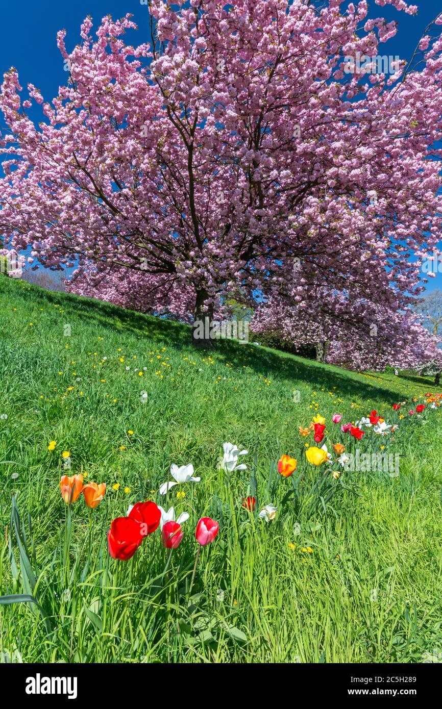 Bunte Tulpen auf grüner Wiese vor rosa blühendem Baum Stockfoto