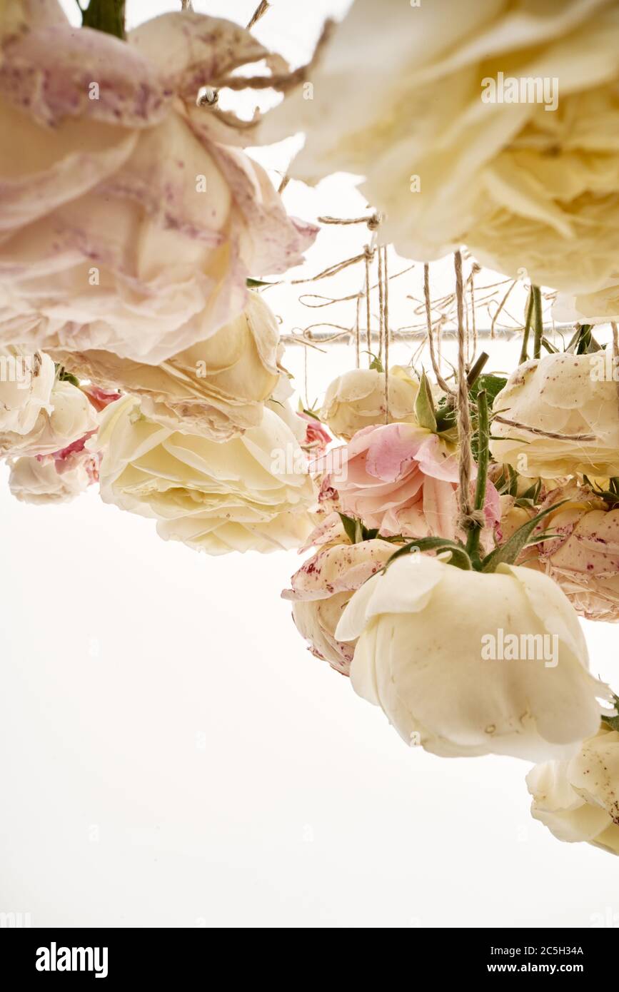 Abstrakter Hintergrund von Rosen, die von Knospen auf weißem Hintergrund hängen. Die Knospen der Gartenrosen sind auf dem Garn getrocknet Stockfoto