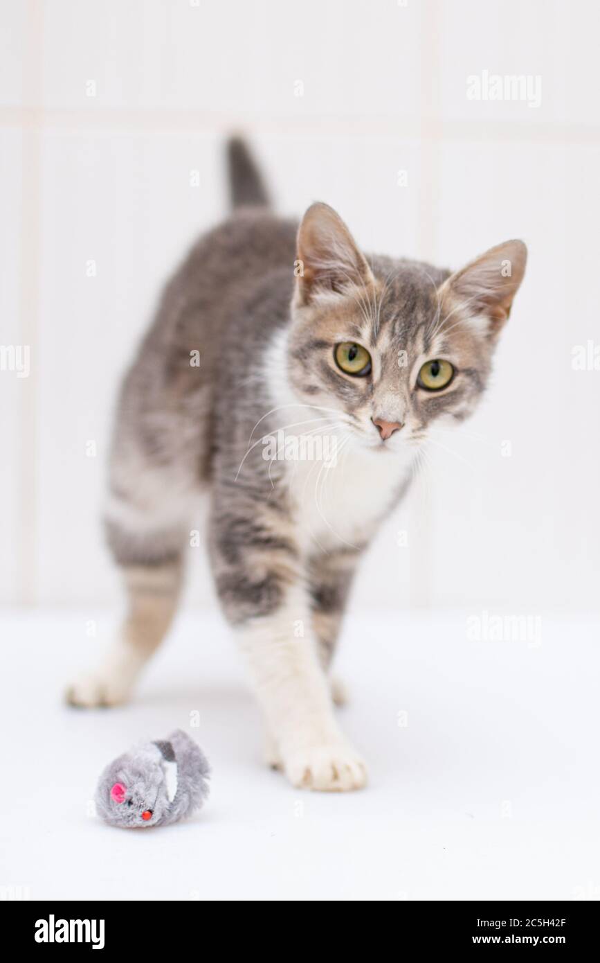 Schöne Katze auf weißem Hintergrund Stockfoto