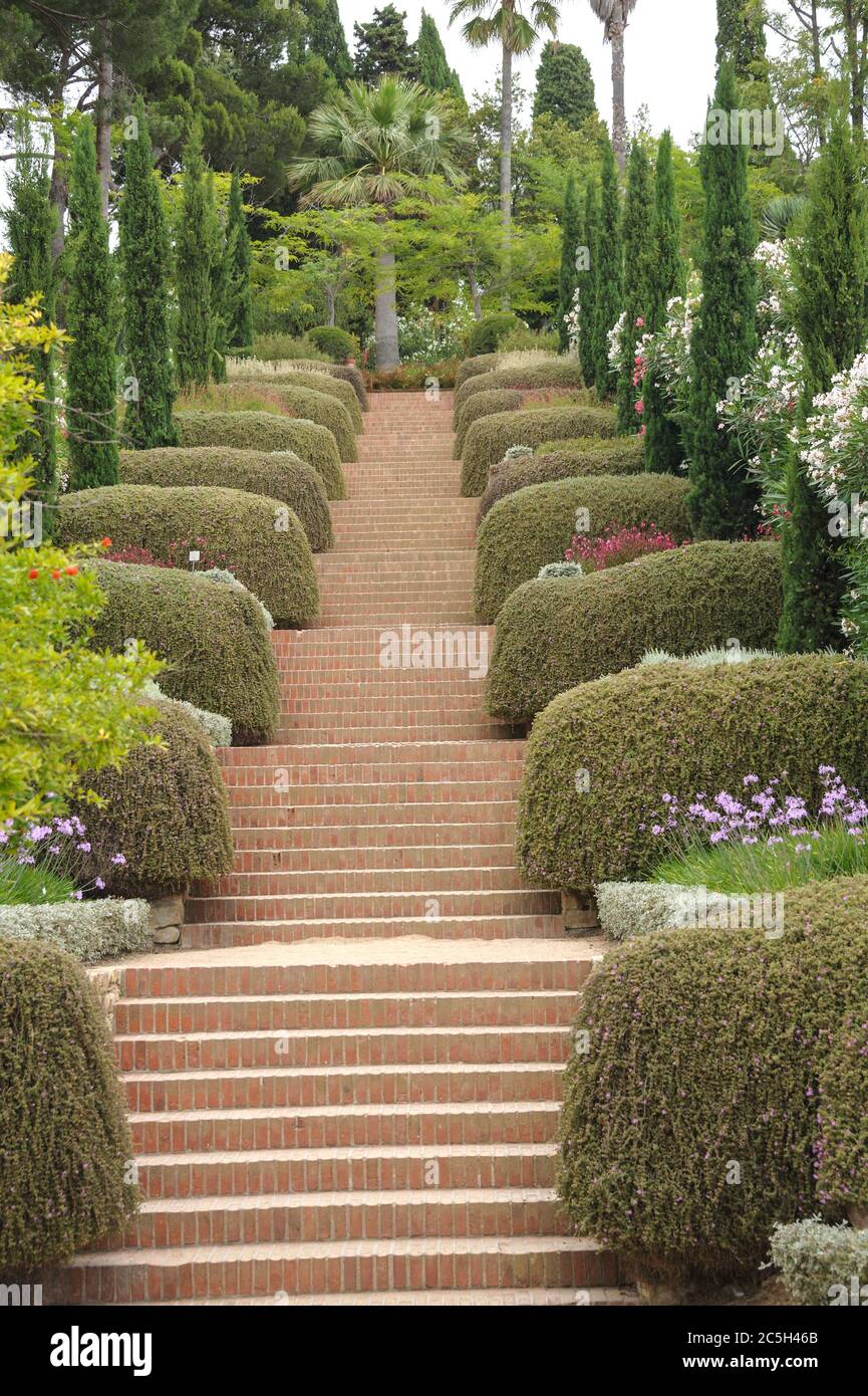 Jardin Botanico Mar i Murtra, Mittelmeer-Zypresse Cupressus sempervirens stricta, Blanes Stockfoto