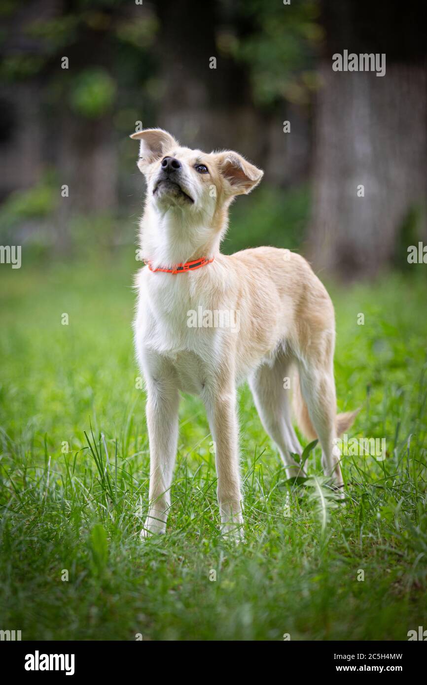 Hund auf dem Gras im Sommer Stockfoto