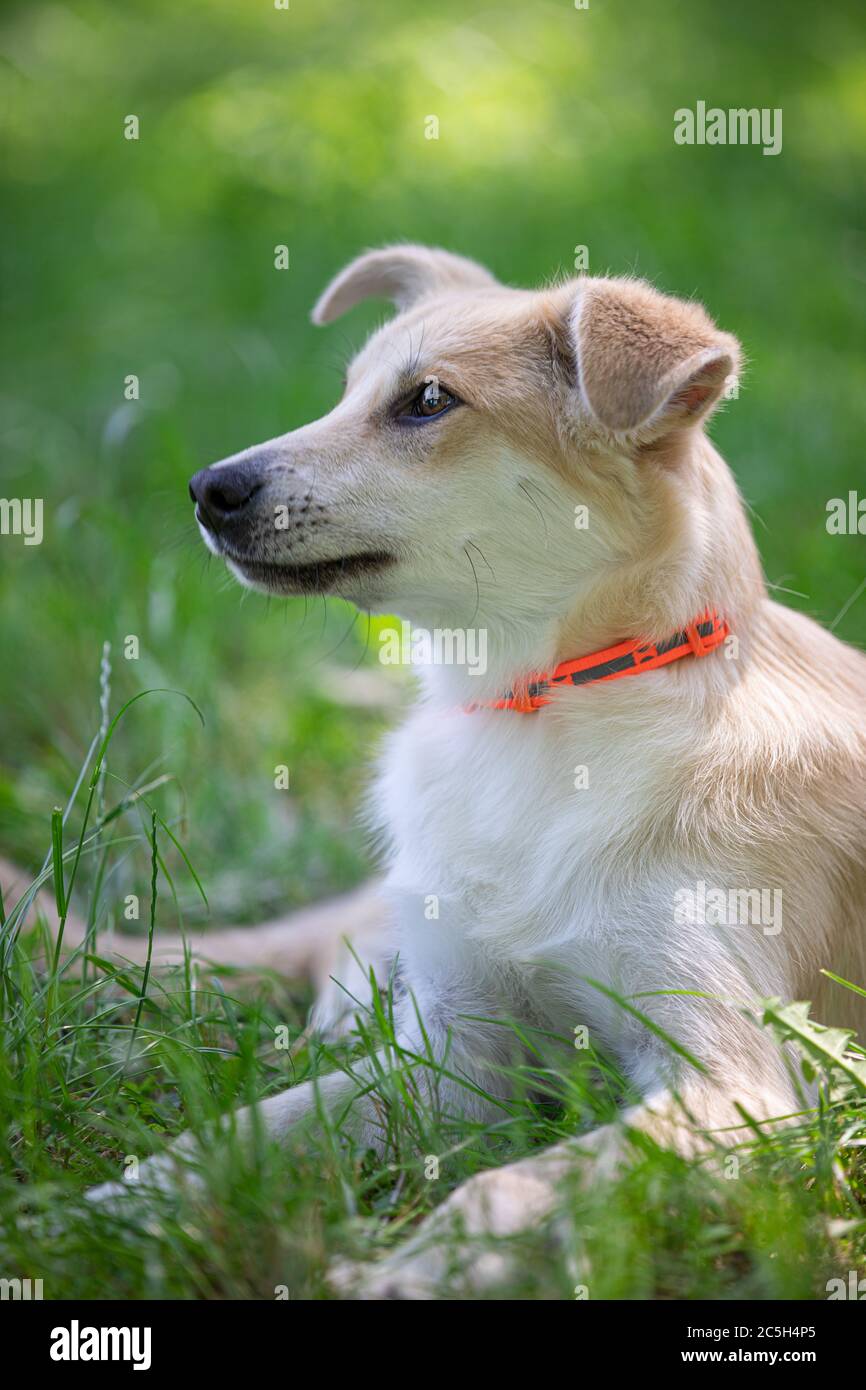 Hund auf dem Gras im Sommer Stockfoto