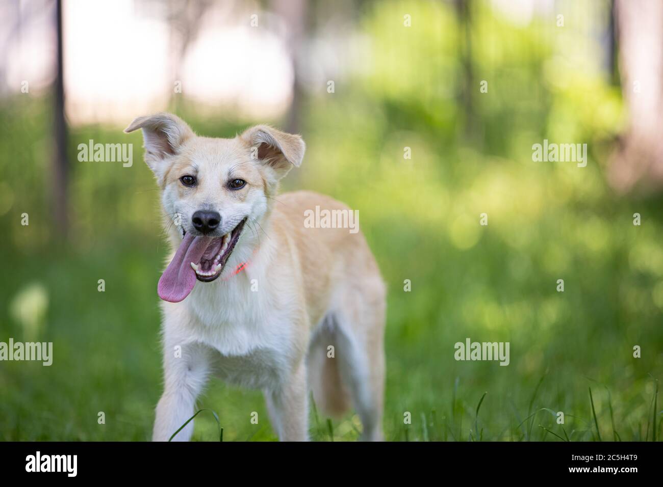 Lustige Hund lächelt auf dem Gras Stockfoto