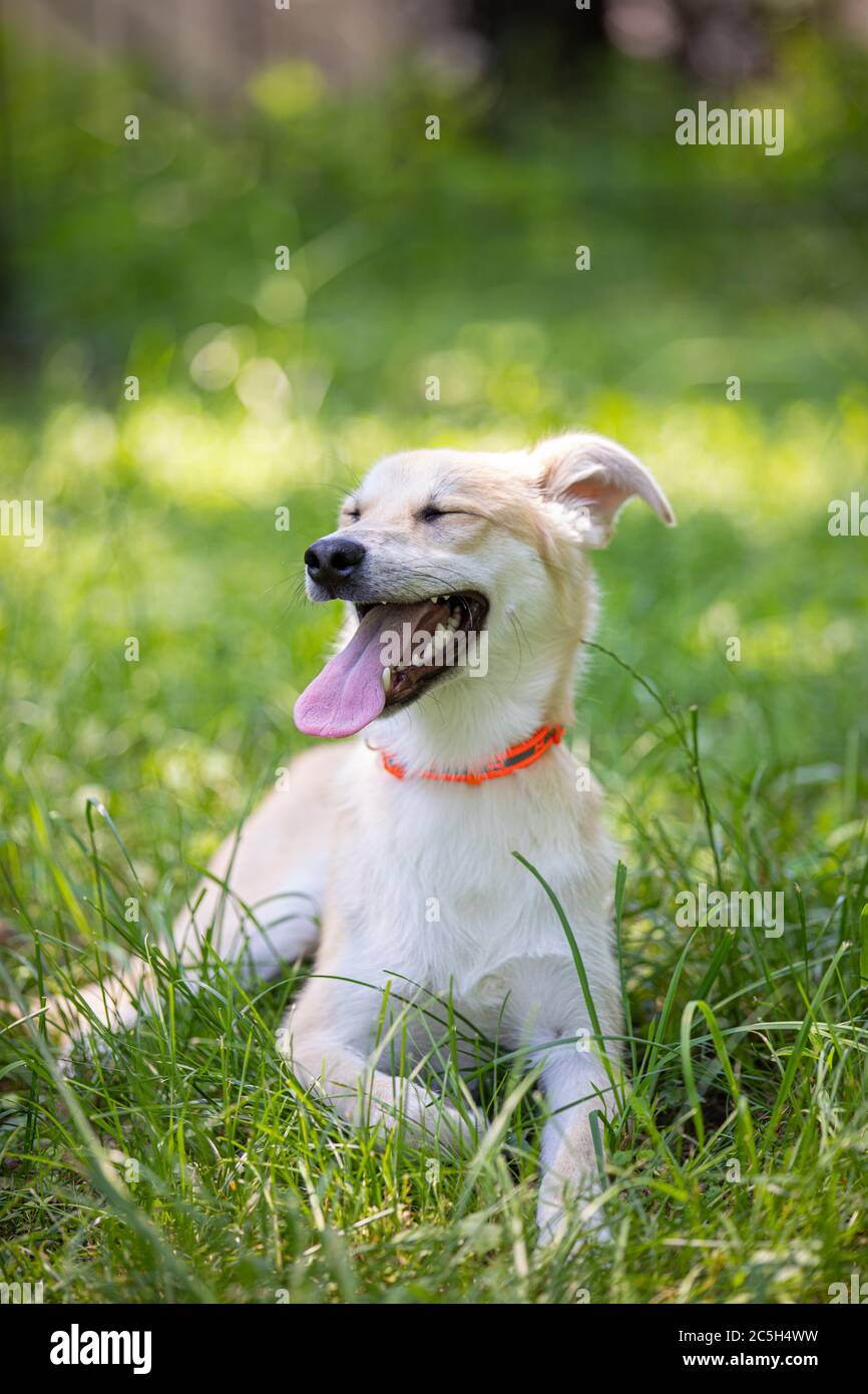 Lustige Hund lächelt auf dem Gras Stockfoto