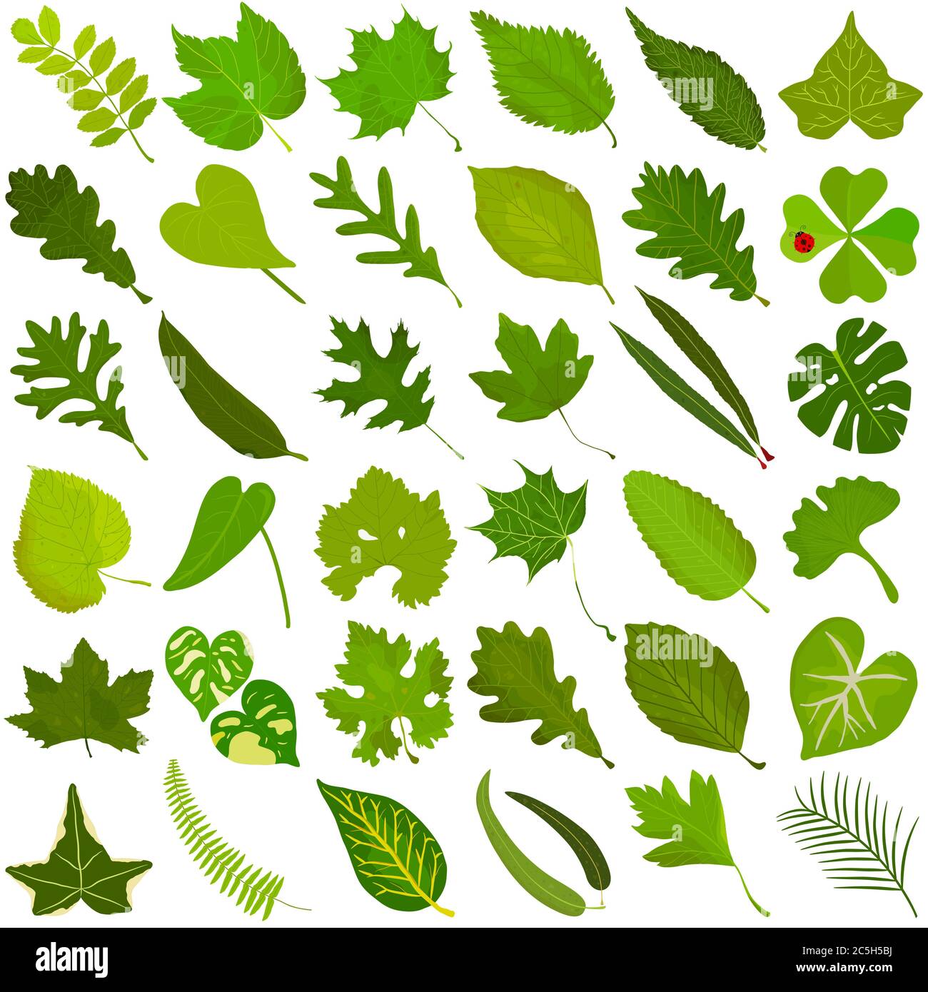 Handgezeichnetes Sommer grünes Blatt, bunte Illustration Vektor der grünen Blätter Doodle Elemente auf weiß Stock Vektor