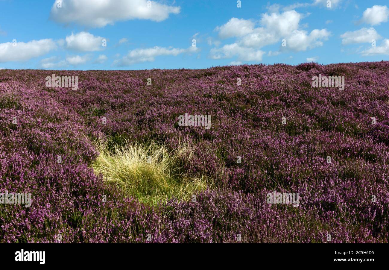 North York Moors mit Heidekraut in Blüte im Spätsommer unter bewölktem bewölktem Himmel in der Nähe von Goathland, Yorkshire, UK. Stockfoto
