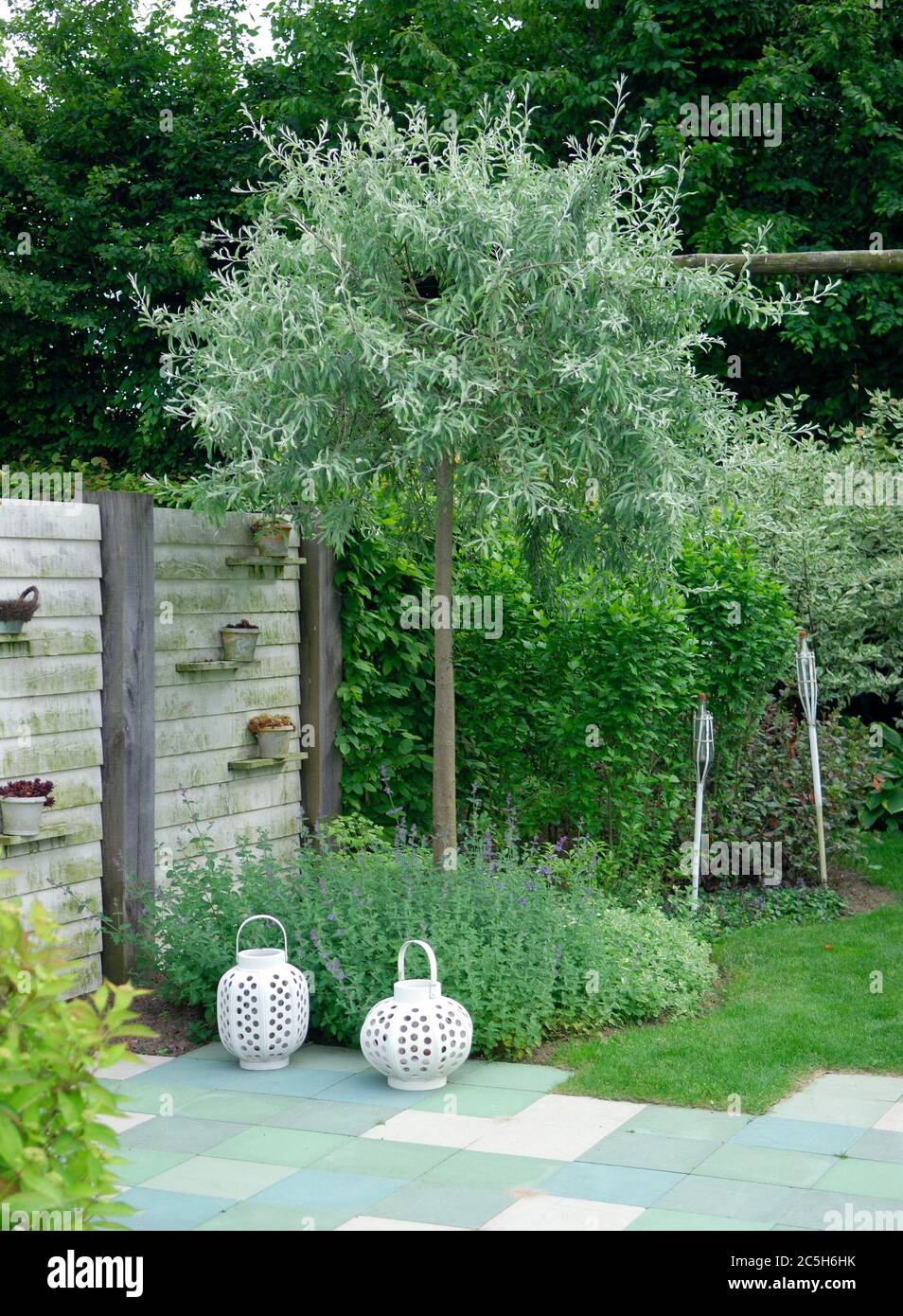 Weidenblaettrige Birne Pyrus salicifolia Pendula Stockfotografie Alamy