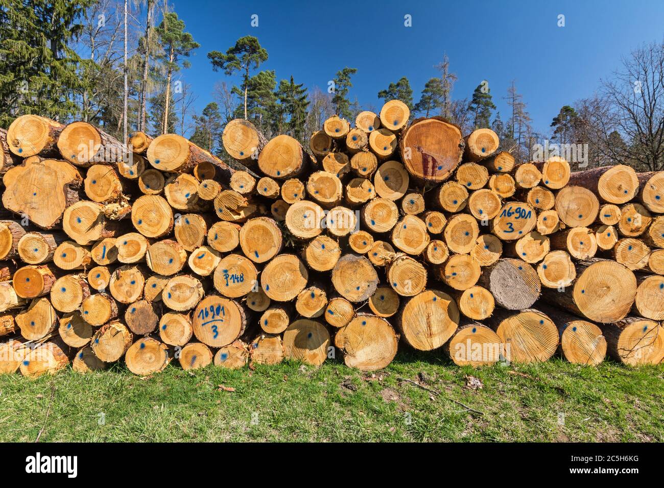 Haufen von Baumstämmen im Wald Stockfoto