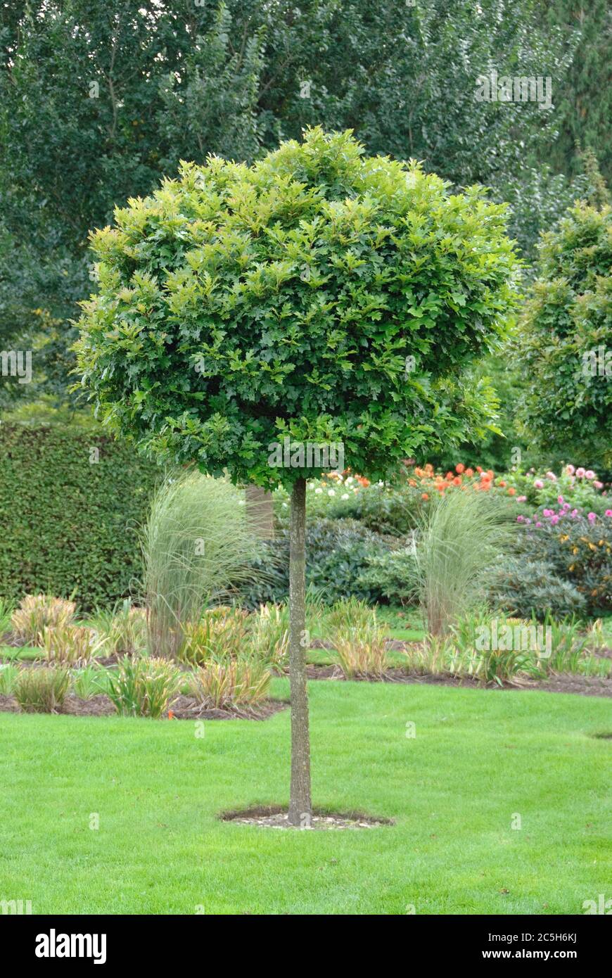 Kugel-Sumpfeiche Quercus palustris Grüner Zwerg Stockfoto