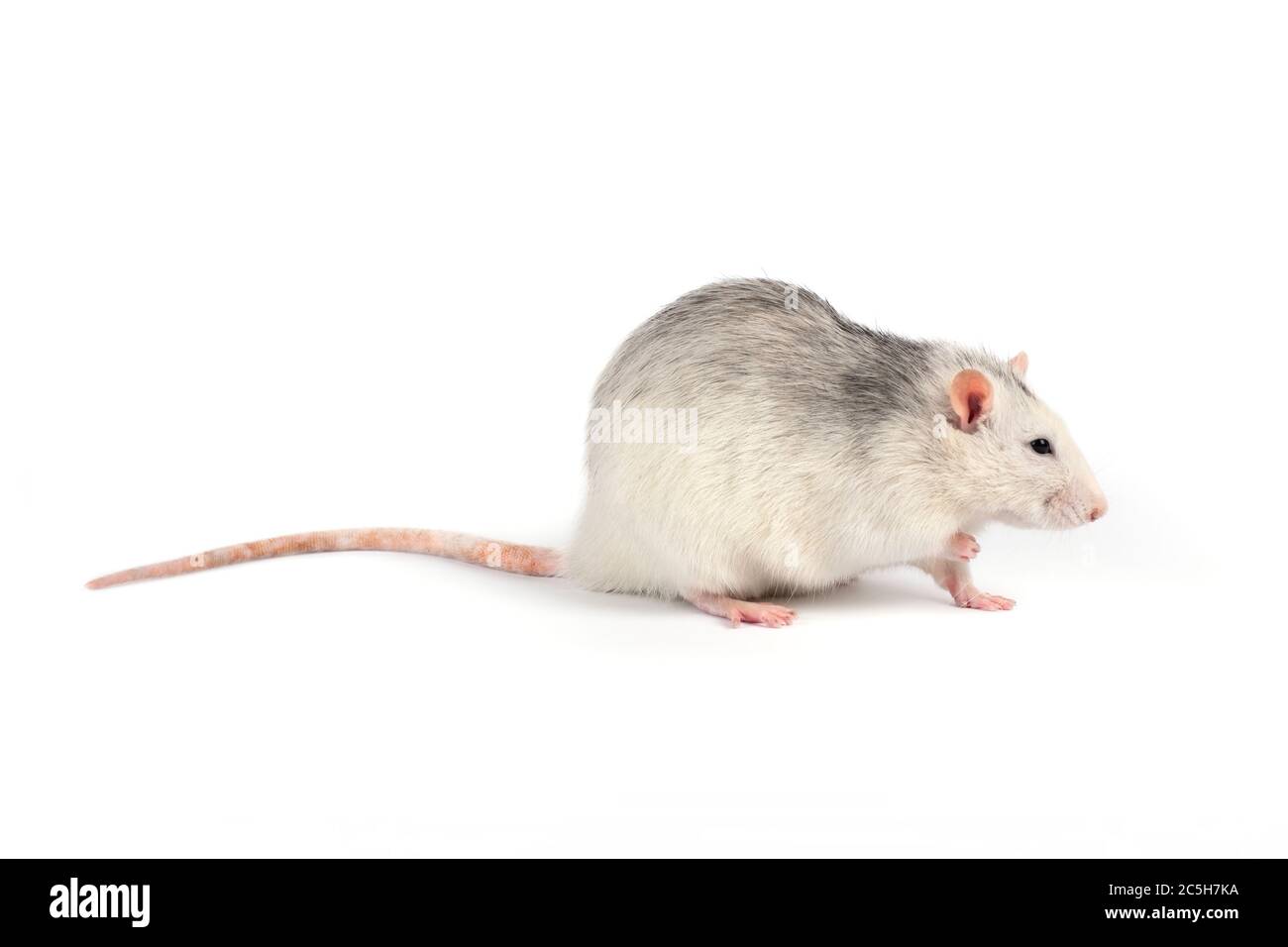 Lustige und fette graue Ratte mit langem Schwanz isoliert auf weißem Hintergrund. Haustierkonzept. Ratte in voller Länge ausgeschnitten. Stockfoto