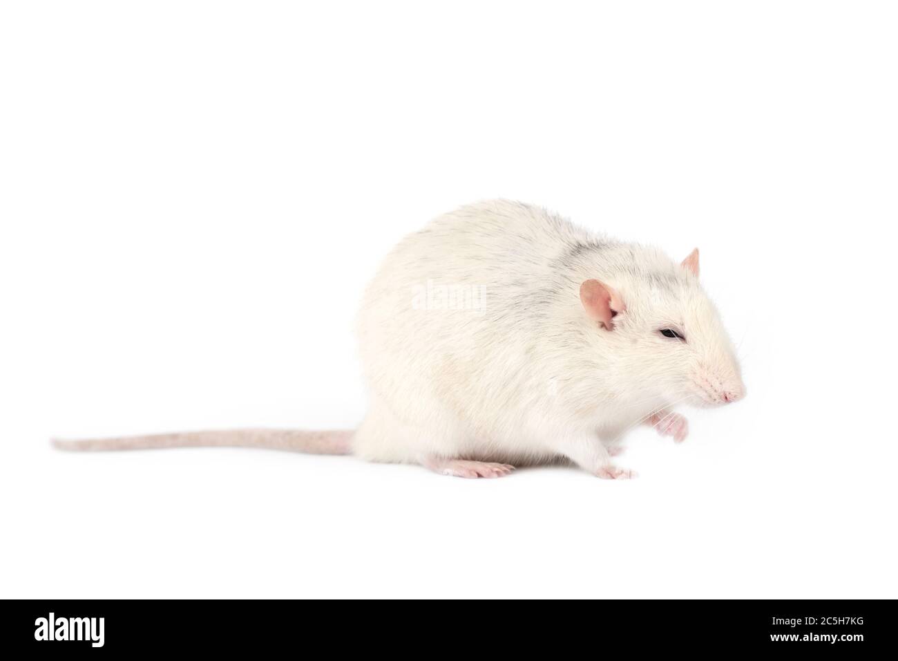Lustige und fette hellgraue Ratte mit langem Schwanz isoliert auf weißem Hintergrund. Haustierkonzept. Ratte in voller Länge ausgeschnitten. Stockfoto