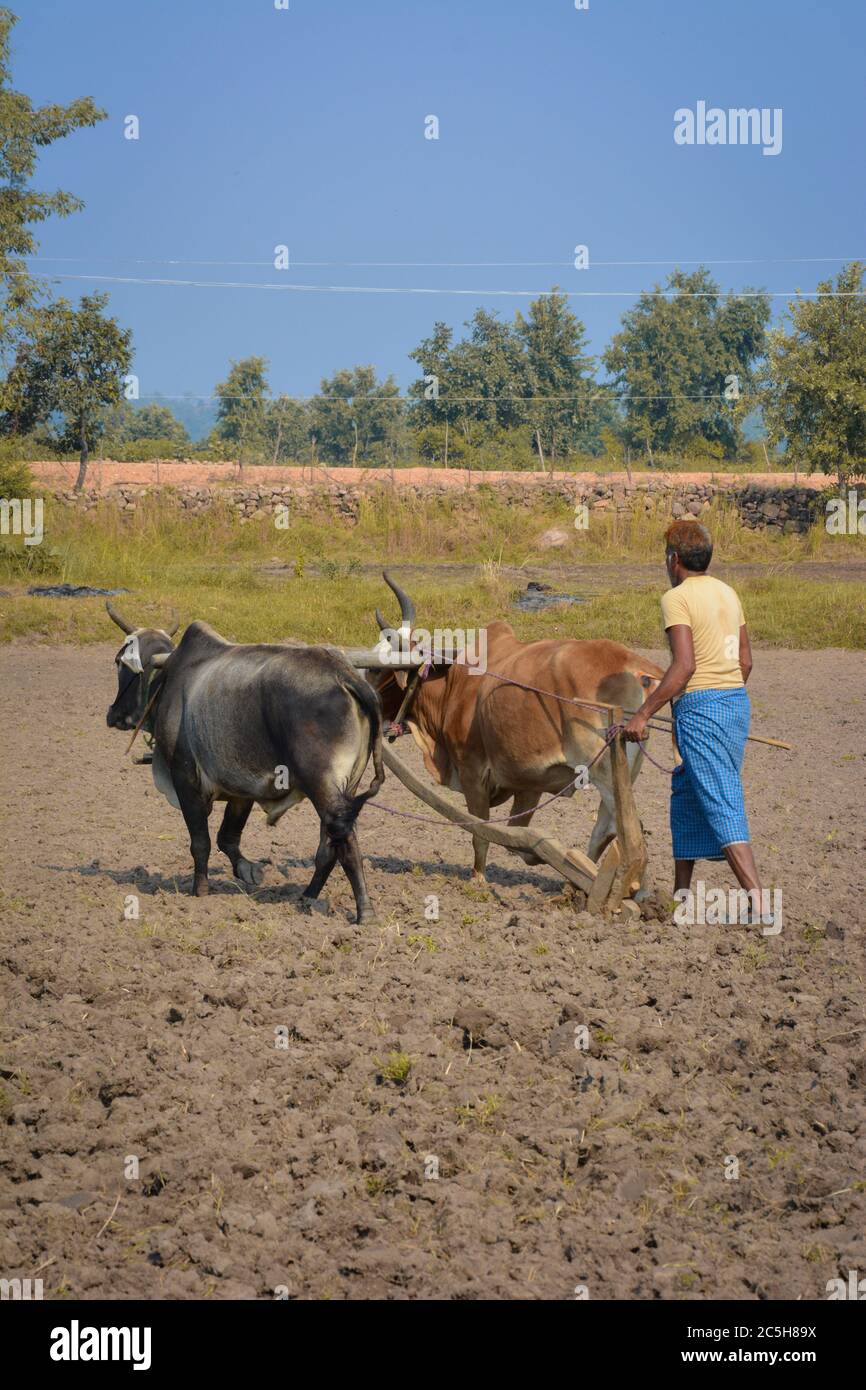 TIKAMGARH, MADHYA PRADESH, INDIEN - 18. NOVEMBER 2019: Nicht identifizierter indischer Bauer, der auf seiner Farm mit Ochsen arbeitet. Stockfoto