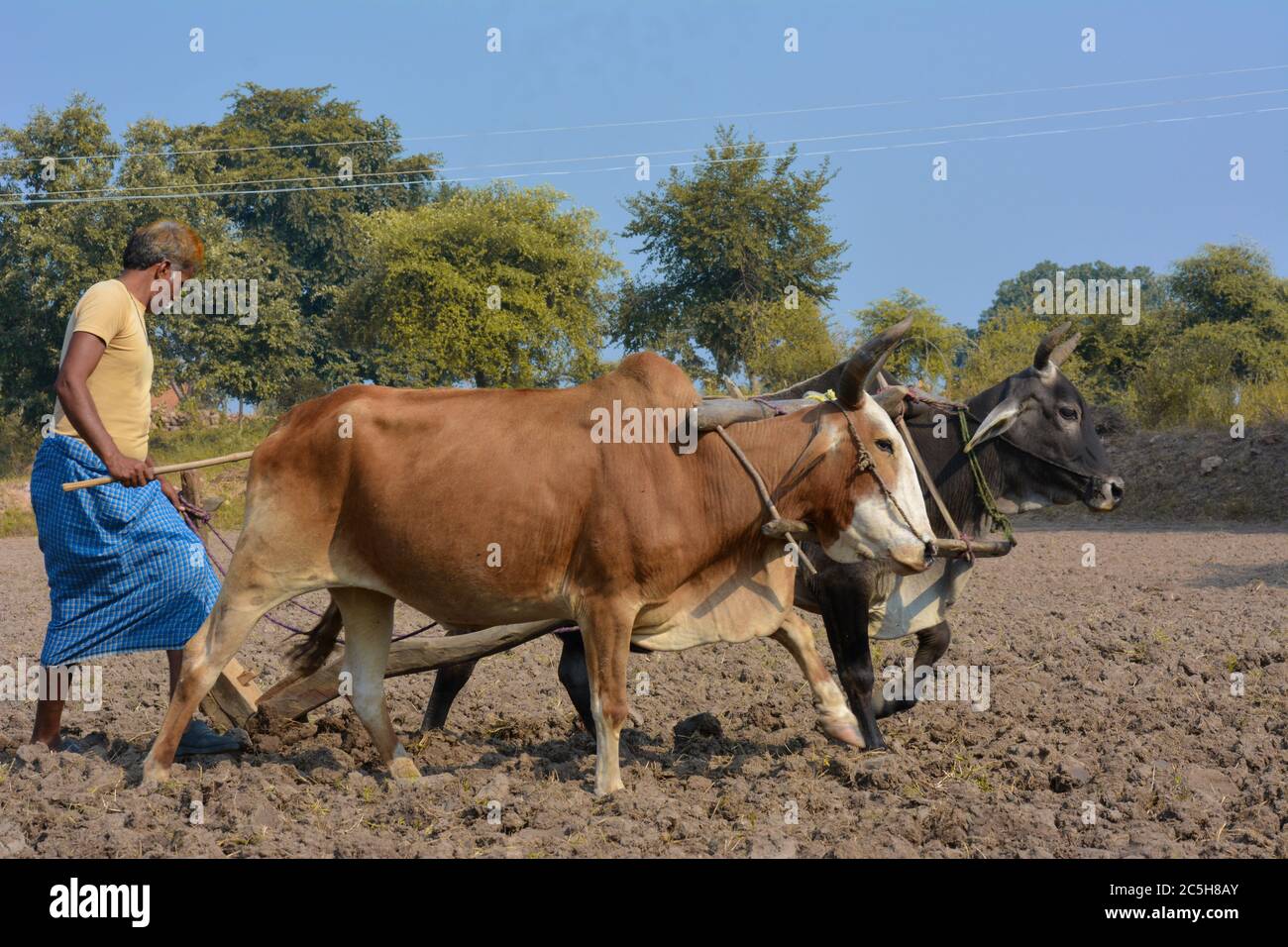 TIKAMGARH, MADHYA PRADESH, INDIEN - 18. NOVEMBER 2019: Nicht identifizierter indischer Bauer, der auf seiner Farm mit Ochsen arbeitet. Stockfoto