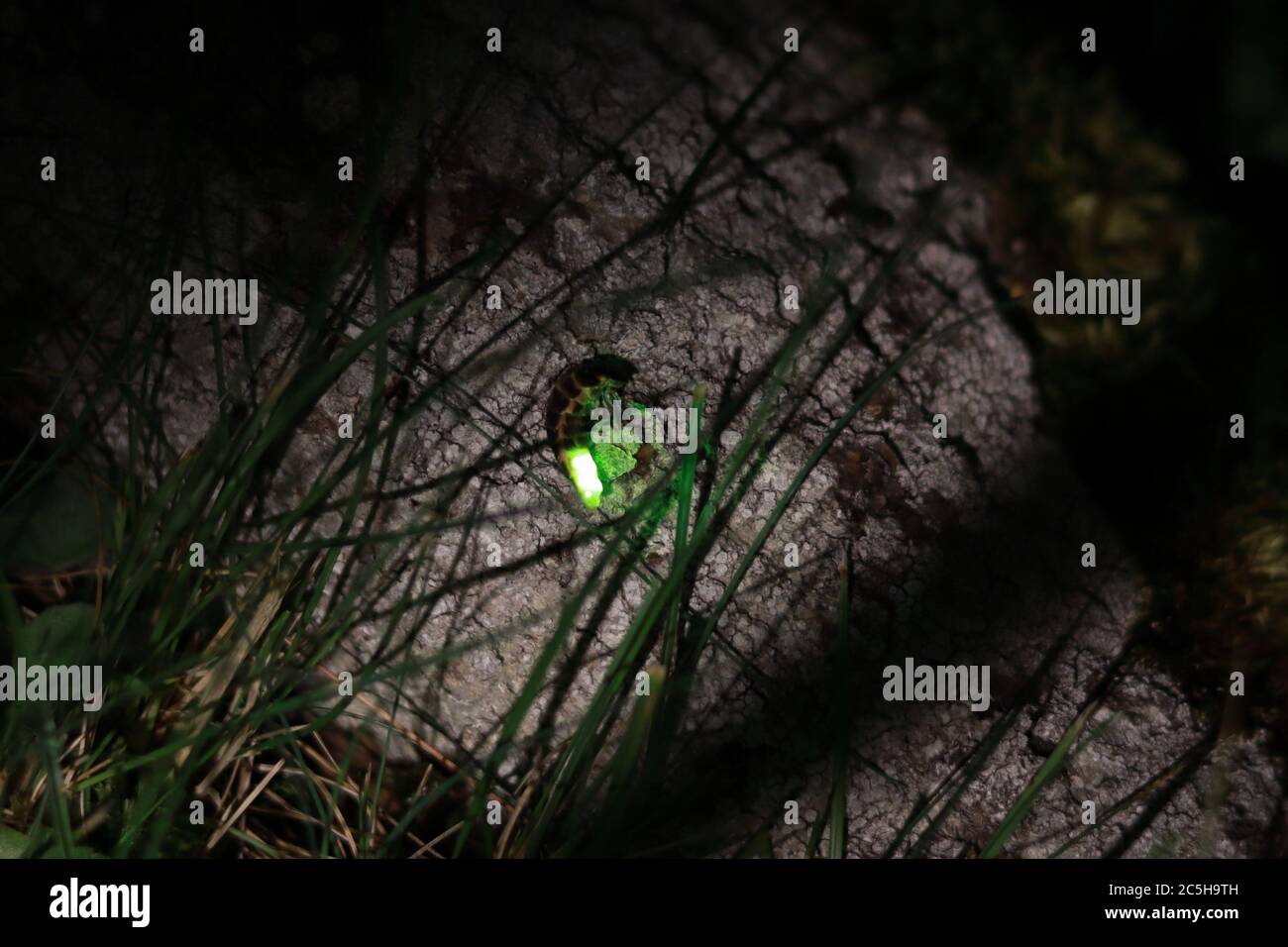 Weibliche Glühwürmchen. Europäischer Glühwürmchen (Lampyris noctiluca) auf der Rinde. Stockfoto
