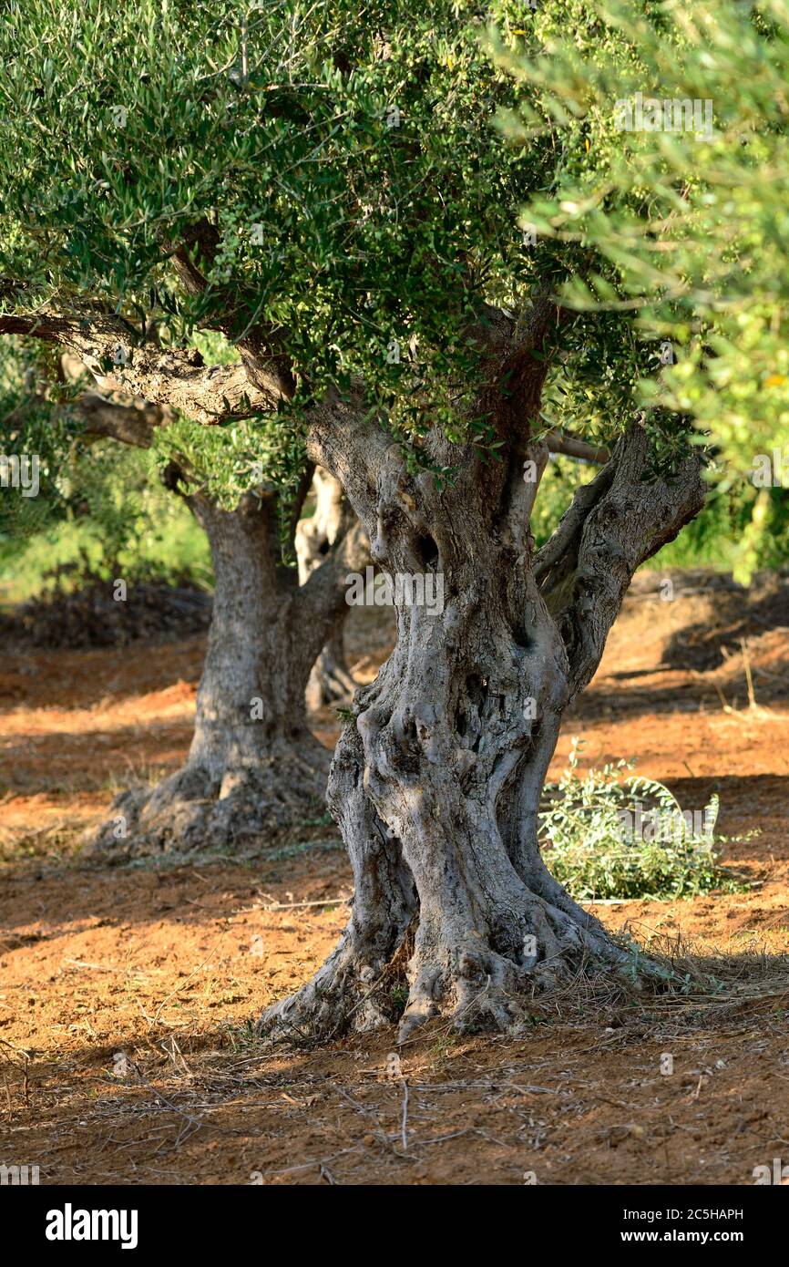 Stamm der alten Olivenbaum. Olivenhain, Kalamata, Messenien, Griechenland  Stockfotografie - Alamy