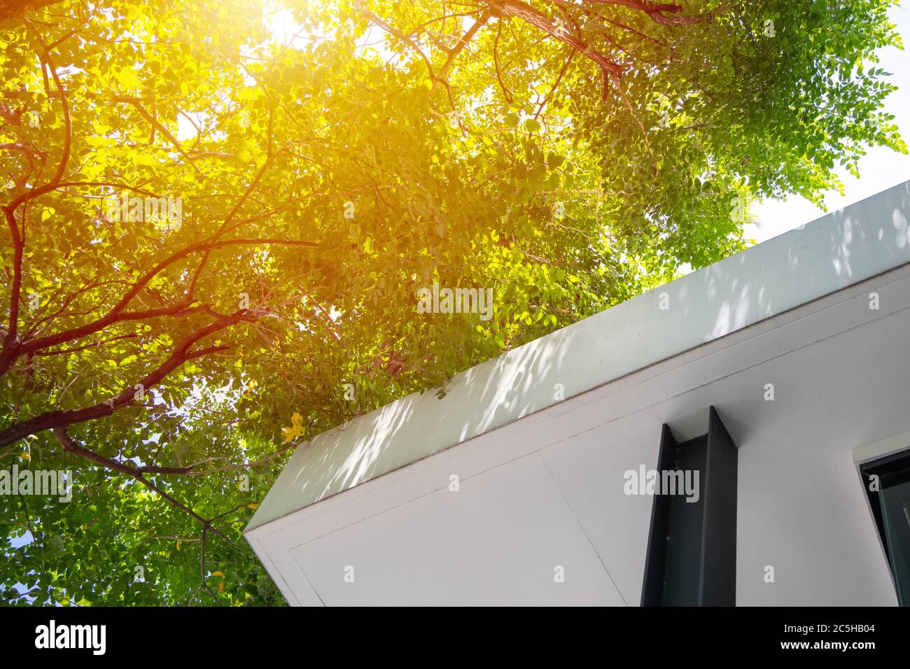 Green Eco Home, Baumpflanze für Ozon Luft sauber und UV-Sonnenschutz Kühlhaus schützen Energiekosten im Sommer sparen. Stockfoto