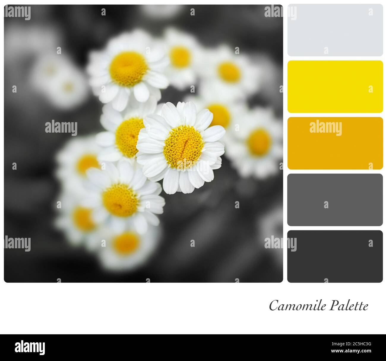 Eine Nahaufnahme von Kamillenblüten mit selektiver Färbung, in einer Farbpalette mit komplementärem Farbmuster Stockfoto
