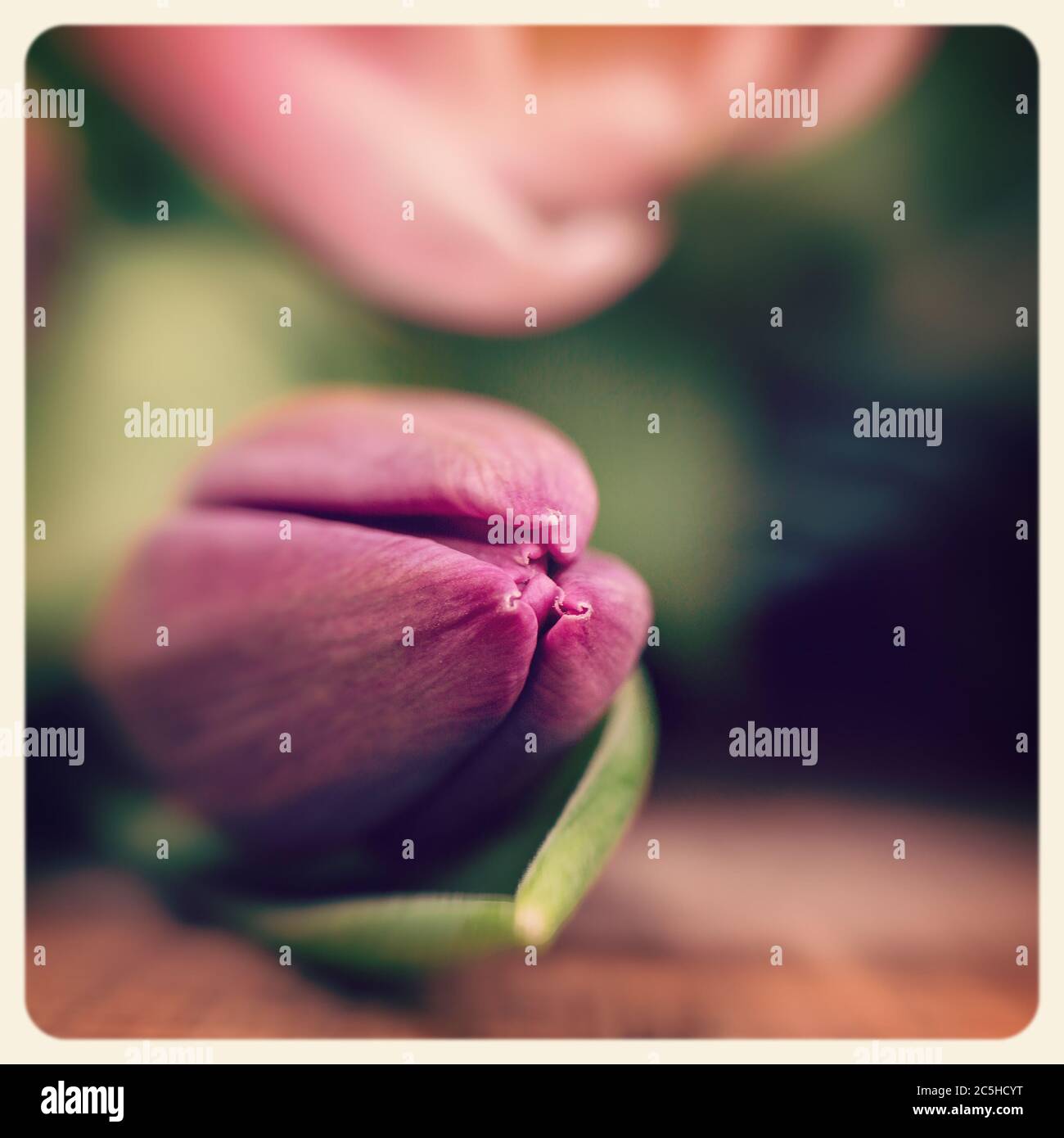 Nahaufnahme einer lila Tulpenblume mit absichtlich geringer Schärfentiefe. Gefiltert, um wie ein veraltertes Sofortfoto zu aussehen. Stockfoto