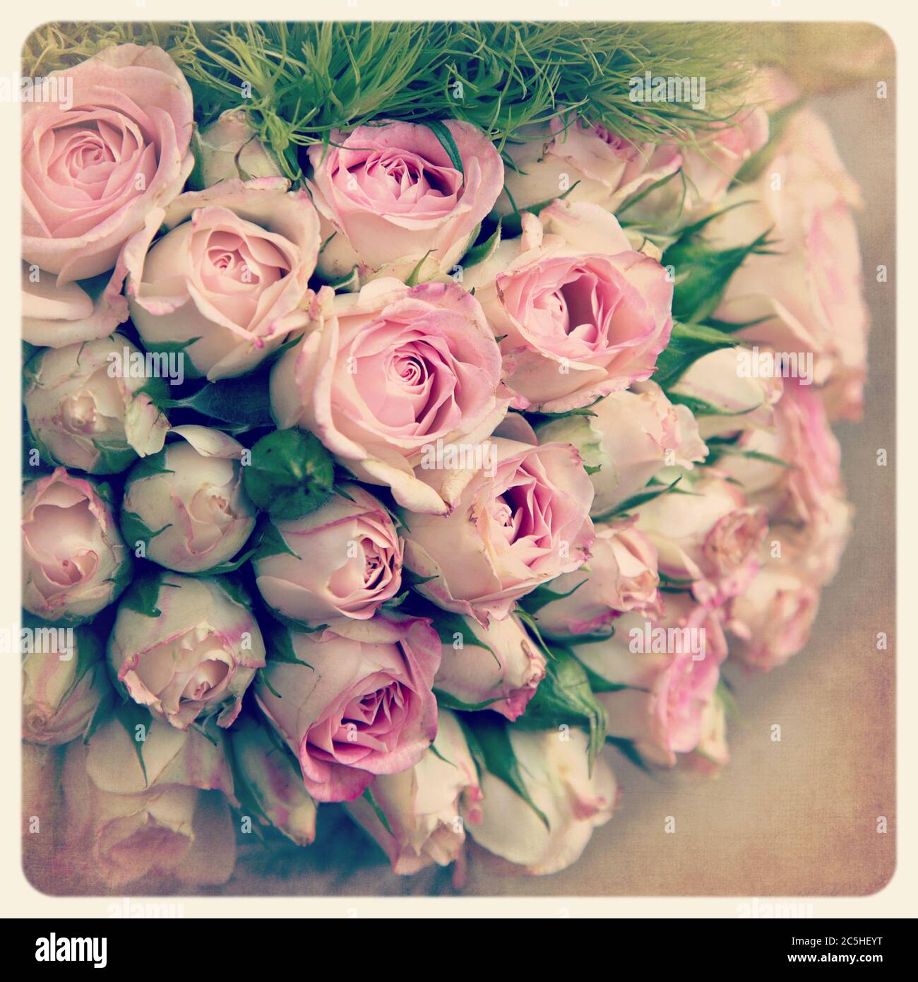 Bouquet von verblassten rosa Rosenknospen. Gefiltert, um wie ein veraltertes Sofortfoto zu aussehen. Stockfoto