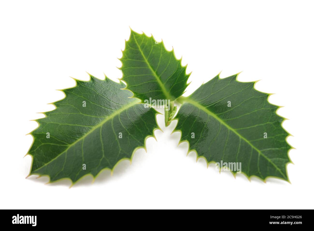 holly Zweig isoliert auf weiß Stockfoto