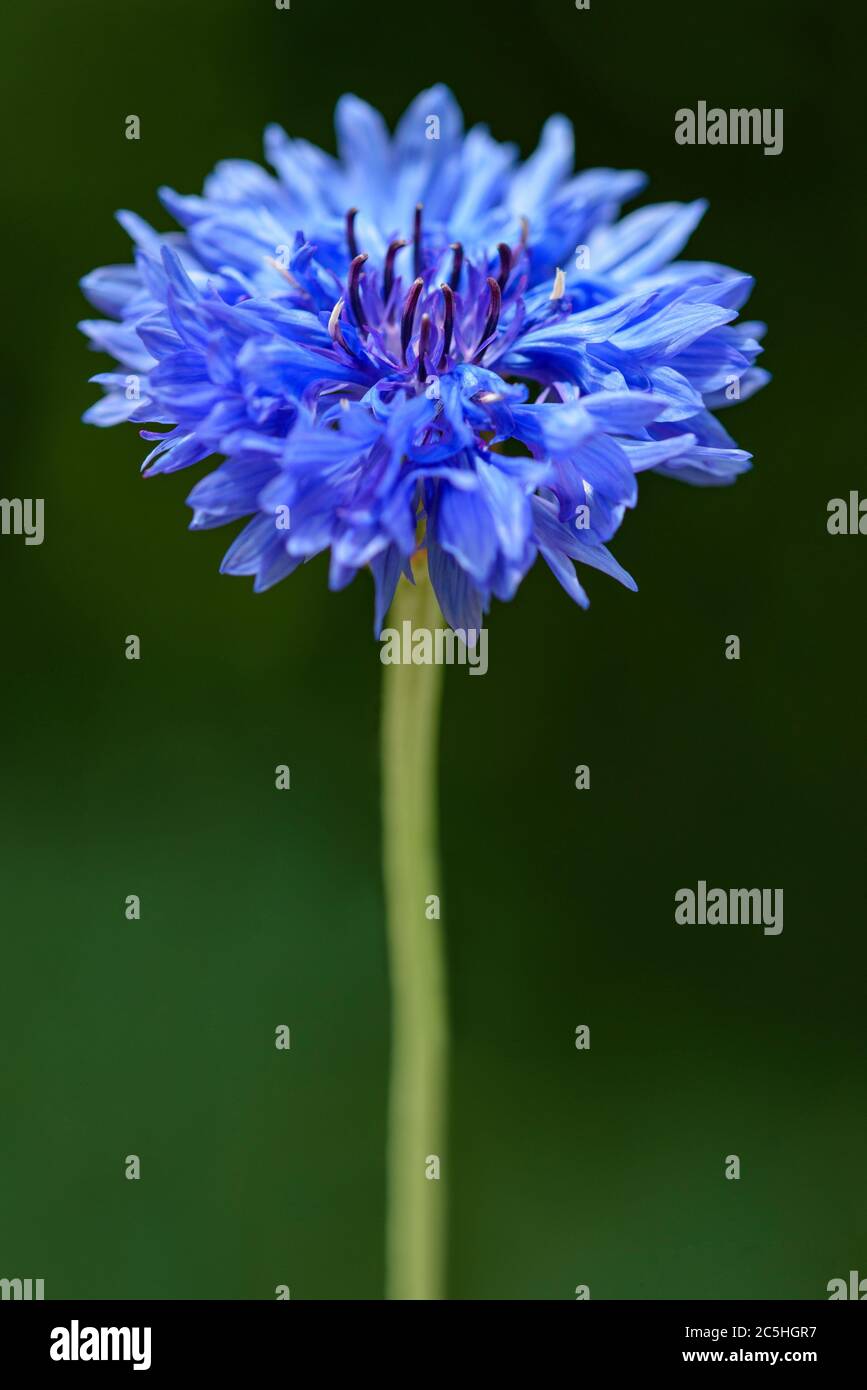 bachelor-Knopf Blume auf grünem Hintergrund Stockfoto