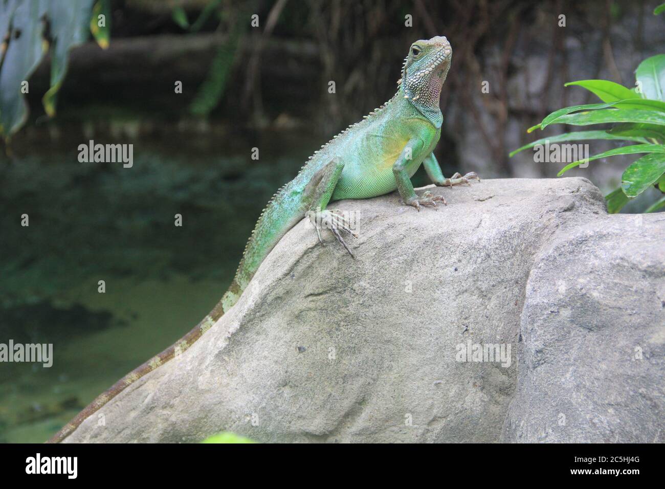 Grüner Leguan Stockfoto