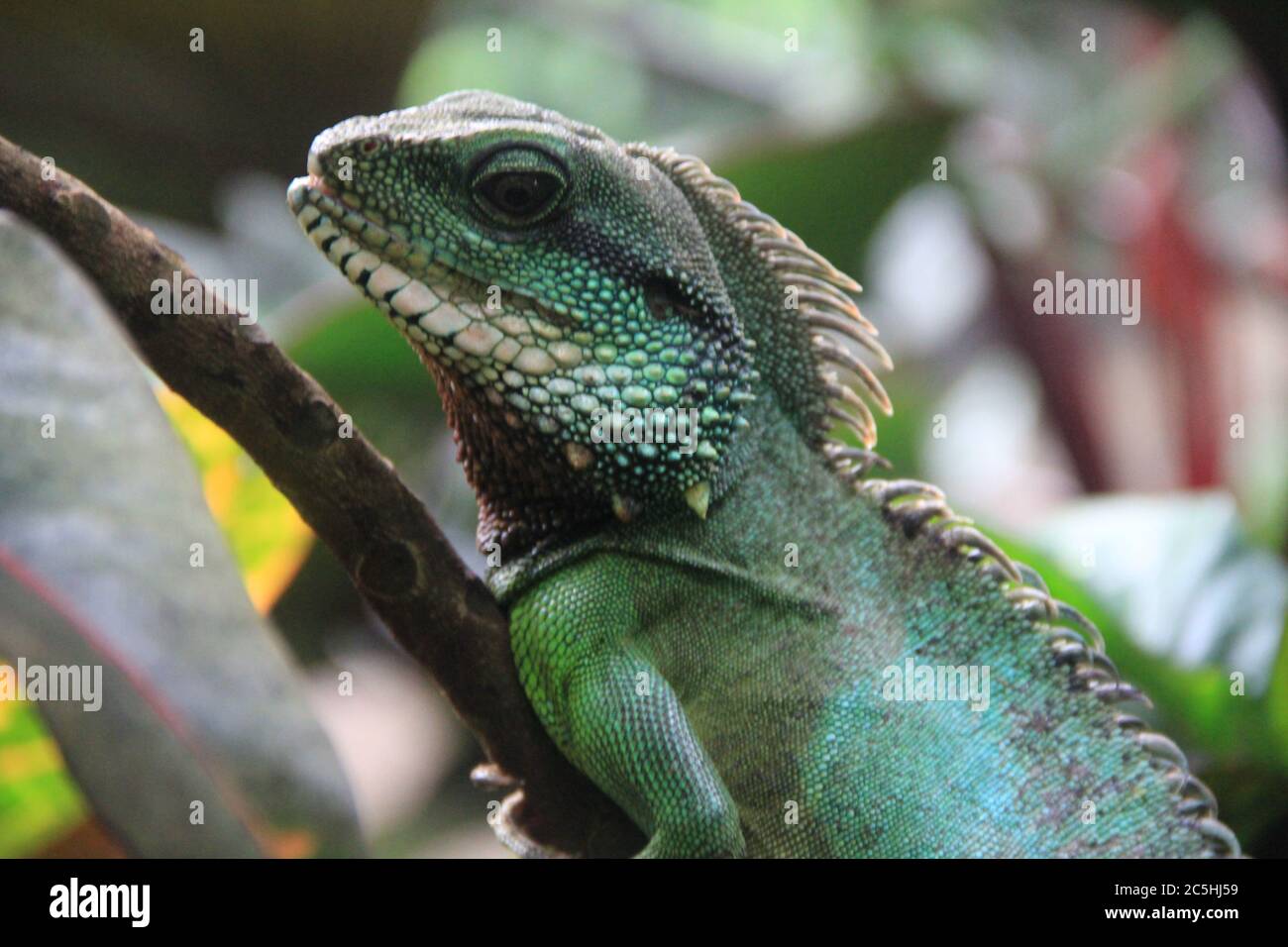 Grüner Leguan Stockfoto