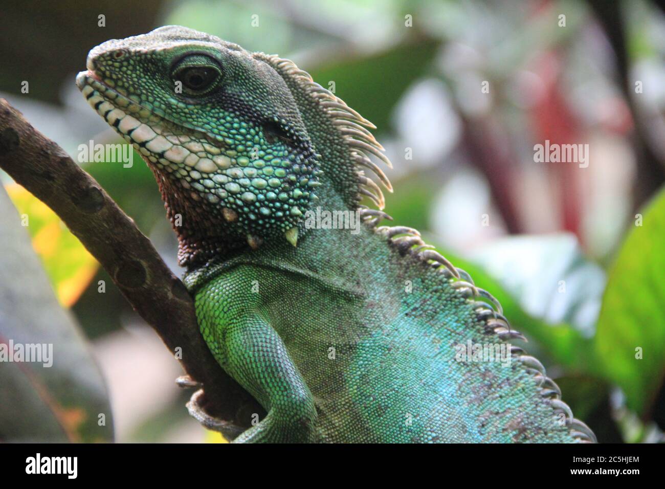 Grüner Leguan Stockfoto