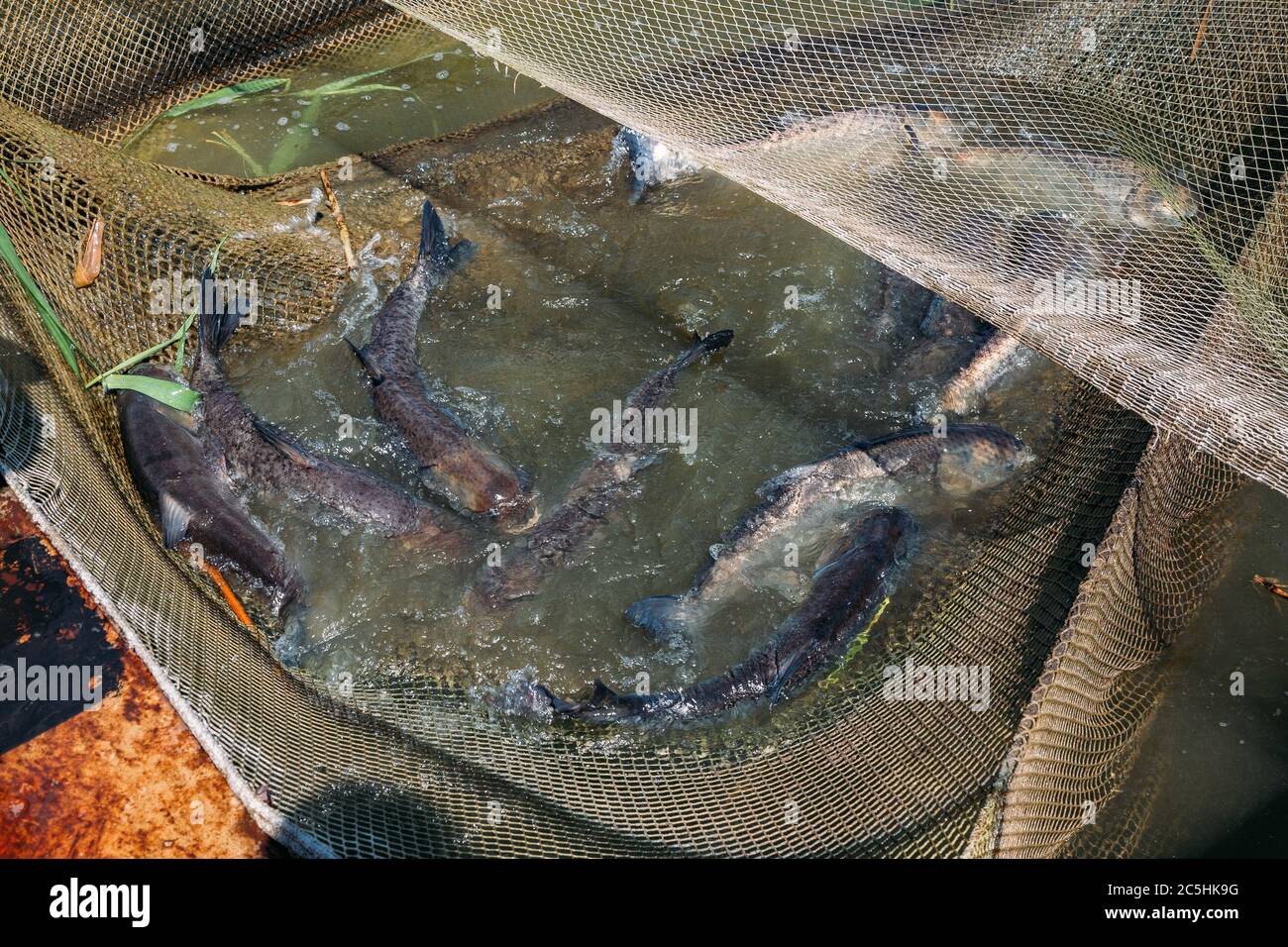 Lebende Silberkarpfen im Käfig in Fischzuchtfarm Stockfoto